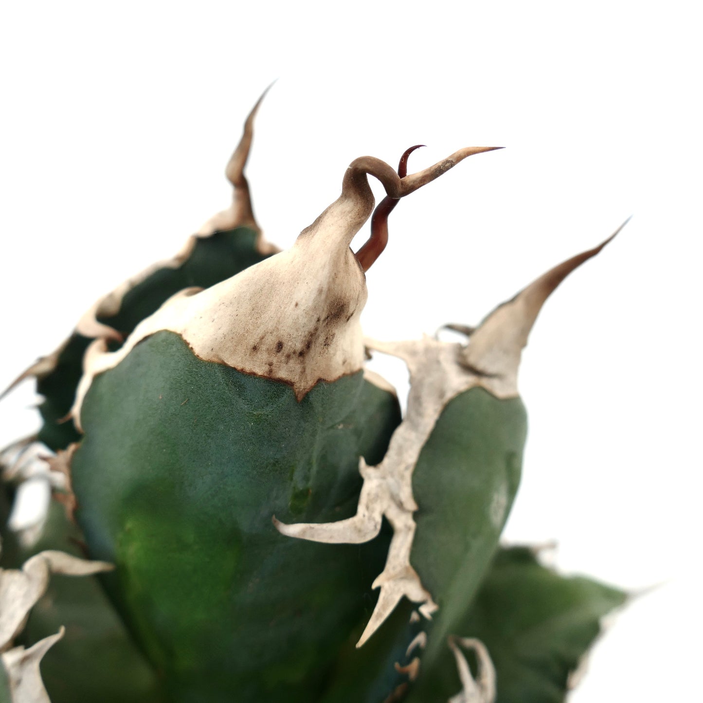 Agave titanota suculenta con hojas verdes gruesas y espinas marrones retorcidas prominentes