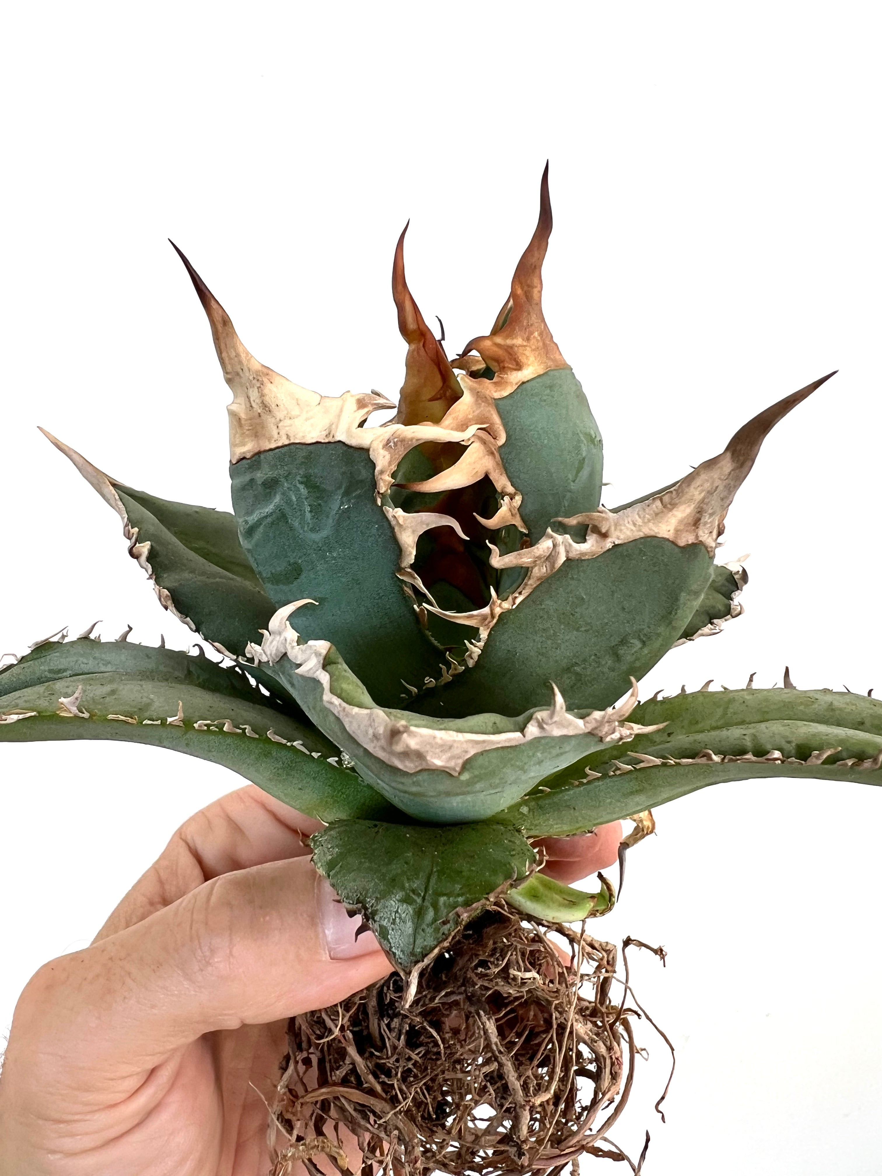 【AGAVE TITANOTA Oaxacaコレクション株】HeartPlant Agave titanota OAXACA | Buy Now from our Shop | Very Rare Clone