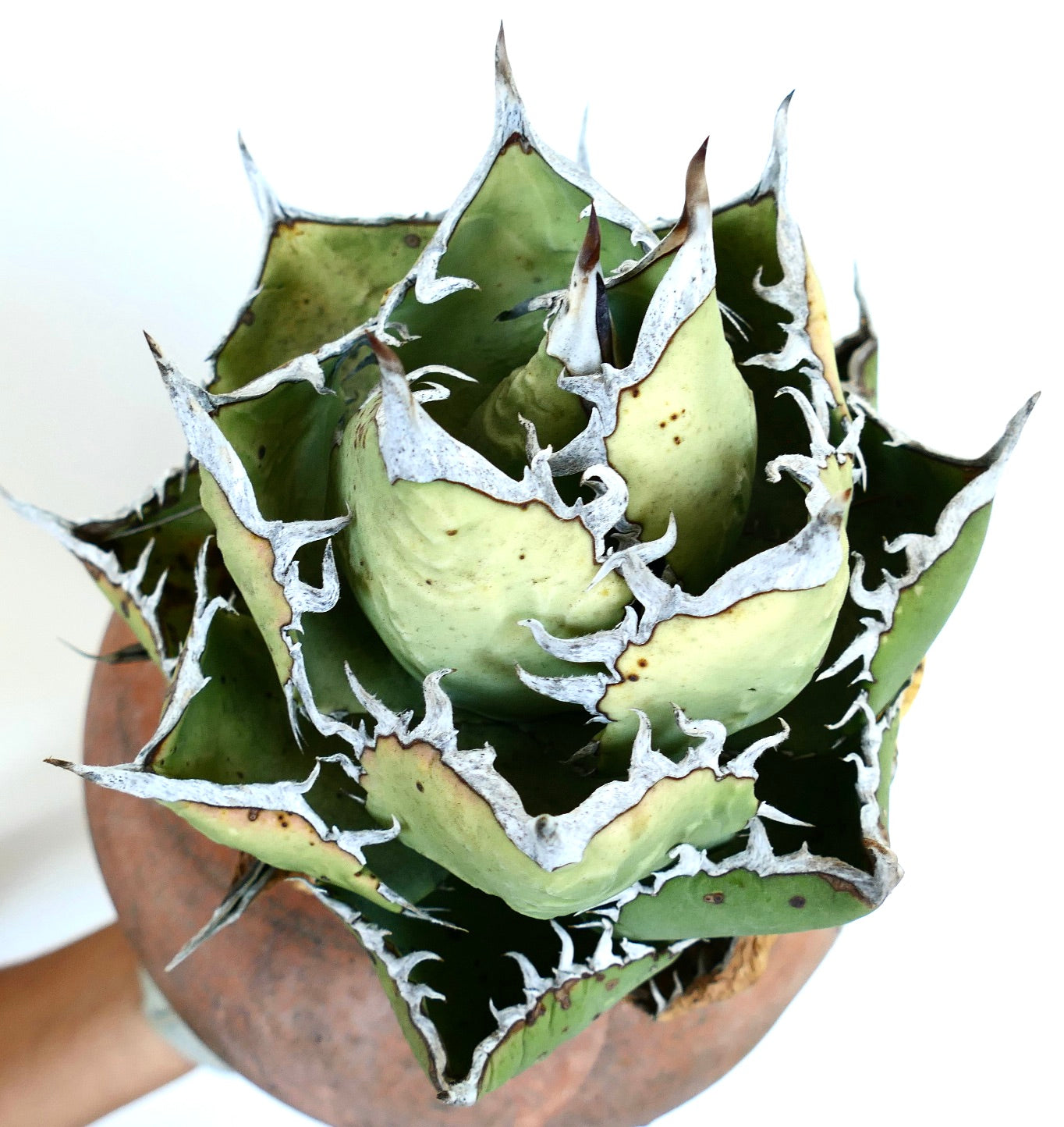 Vista superior de Agave titanota Oaxaca Compact que muestra hojas verdes gruesas con espinas blancas pronunciadas a lo largo de los bordes y puntas oscuras puntiagudas.