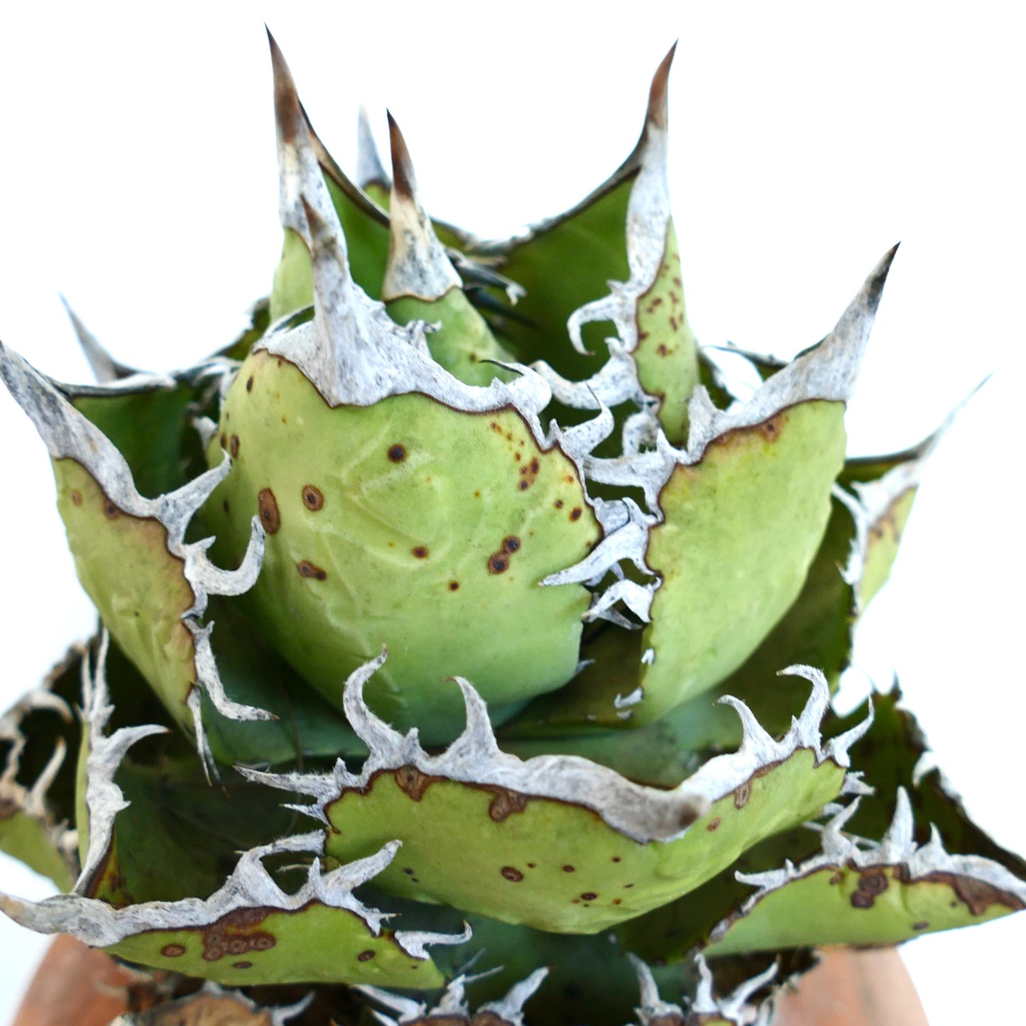 Primer plano de Agave titanota Oaxaca Compact que resalta su forma compacta en roseta, hojas verdes con manchas marrones y deslumbrantes márgenes espinosos blancos