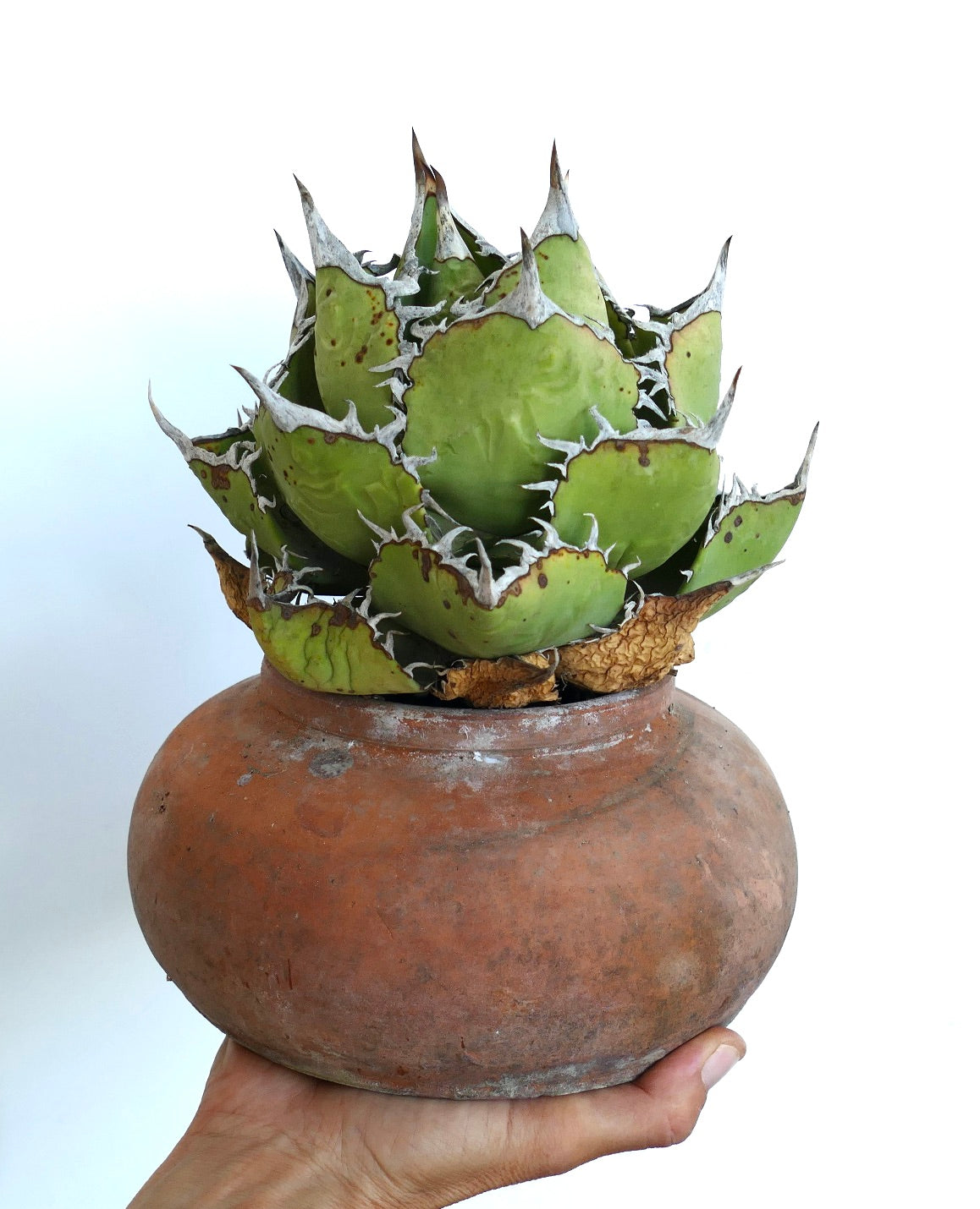 Agave titanota Oaxaca Compact presentado en una maceta redonda de terracota, mostrando su roseta simétrica y hojas afiladas con bordes blancos.