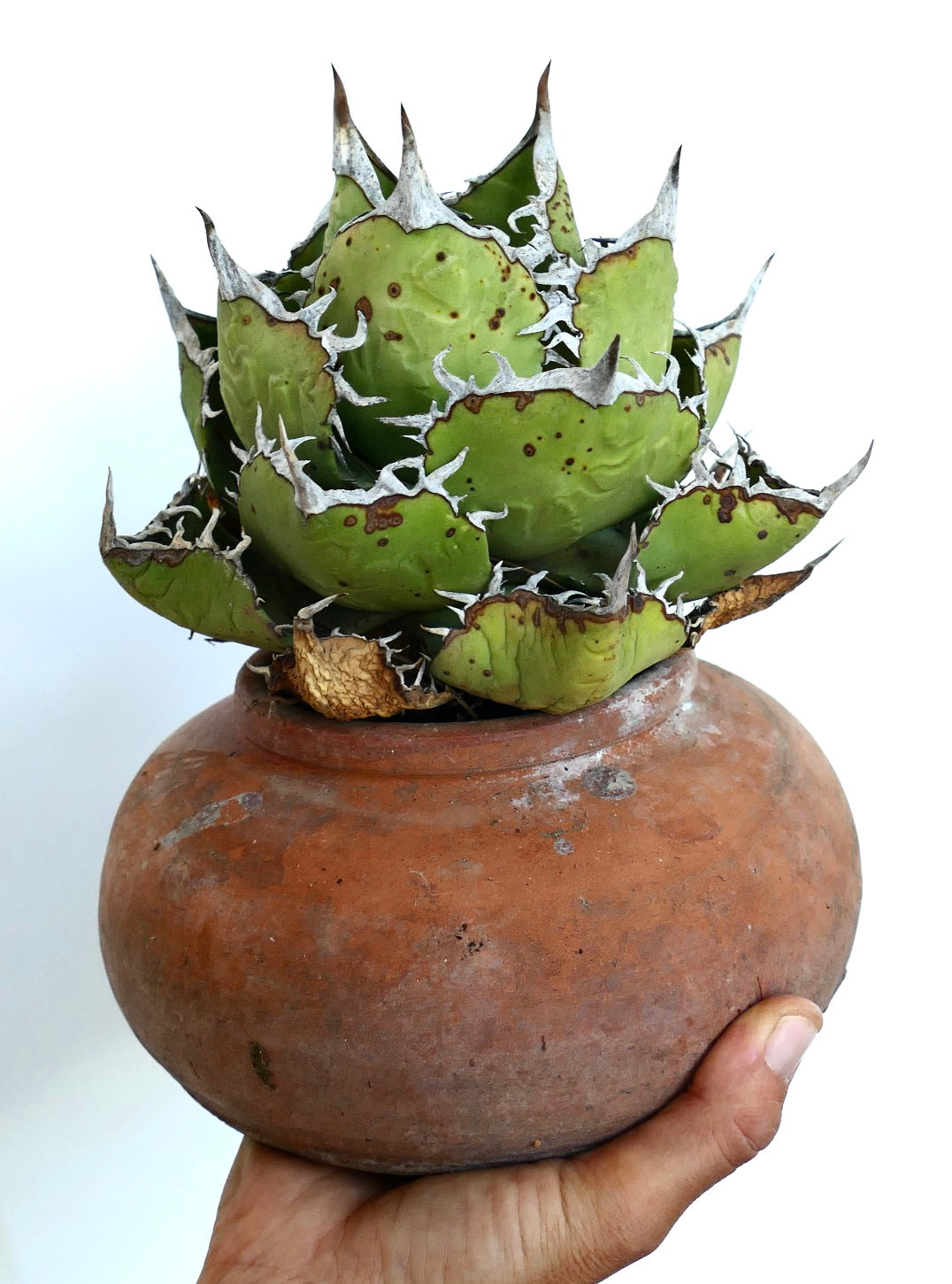 Agave titanota Oaxaca en maceta Compacta con hojas verdes anchas, márgenes blancos ondulados y espinas terminales afiladas en un recipiente rústico de terracota.