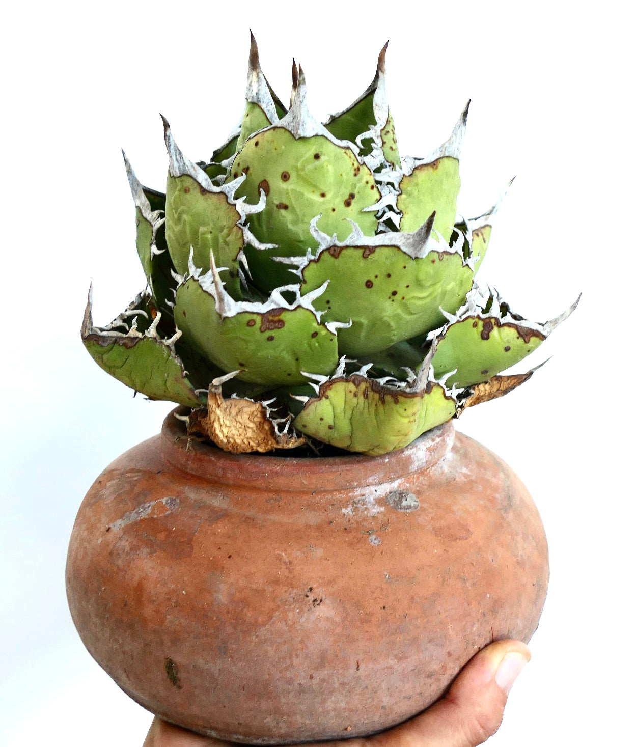 Agave titanota Oaxaca Compact en una maceta de terracota, con hojas anchas verdes con bordes ondulados blancos y espinas afiladas puntiagudas.