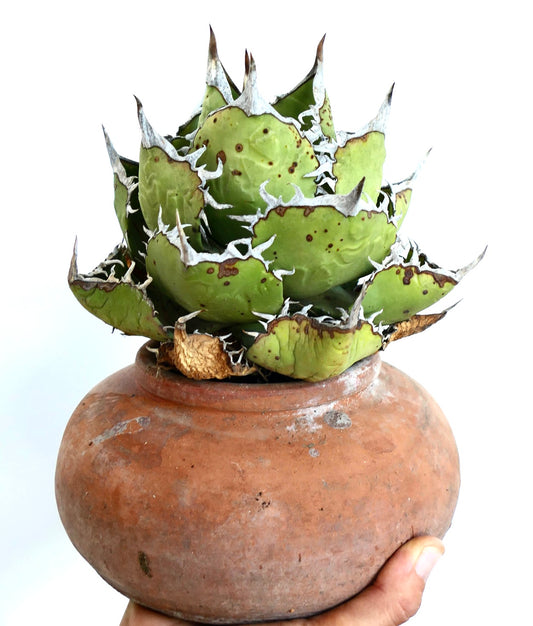 Agave titanota Oaxaca Compact en una maceta de terracota, con hojas anchas verdes con bordes ondulados blancos y espinas afiladas puntiagudas.