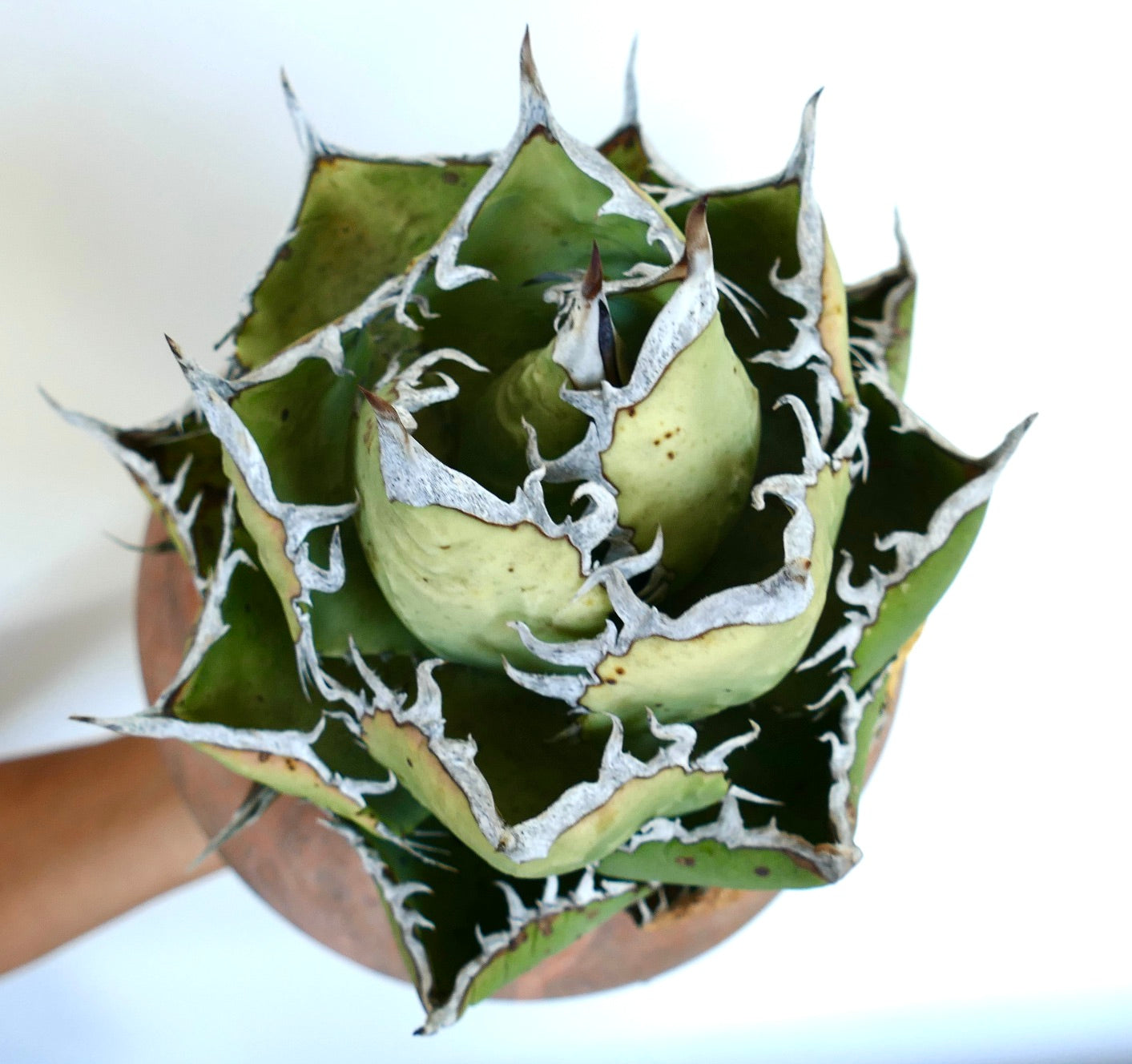 Vista aérea de Agave titanota Oaxaca Compact que muestra su estructura geométrica de roseta y sus distintivas hojas espinosas con bordes blancos