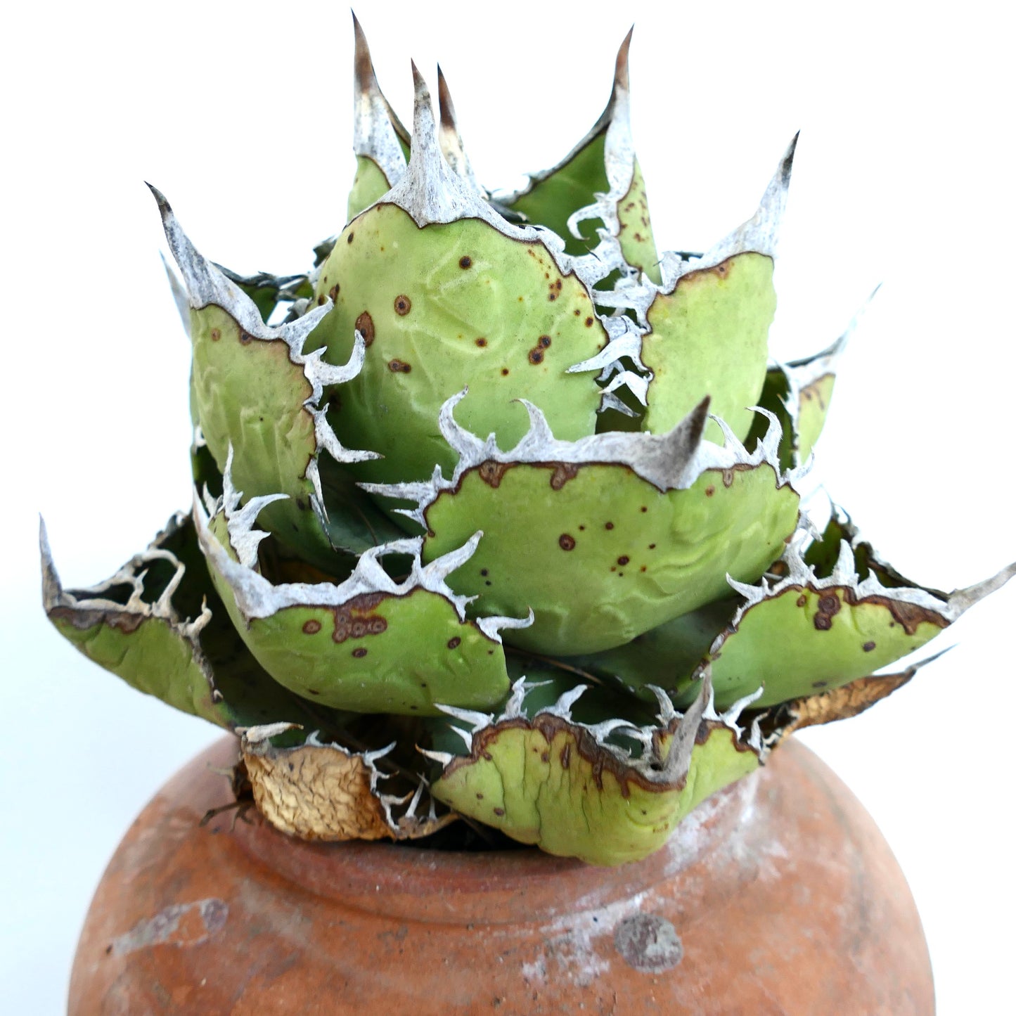 Agave titanota Oaxaca Compact en maceta de terracota, con hojas verdes gruesas con márgenes blancos, puntas afiladas y manchas naturales marrones