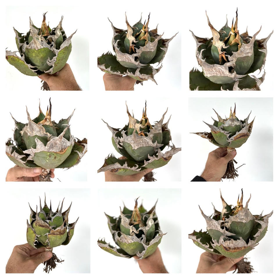 Agave titanota OAXACA SEEDS