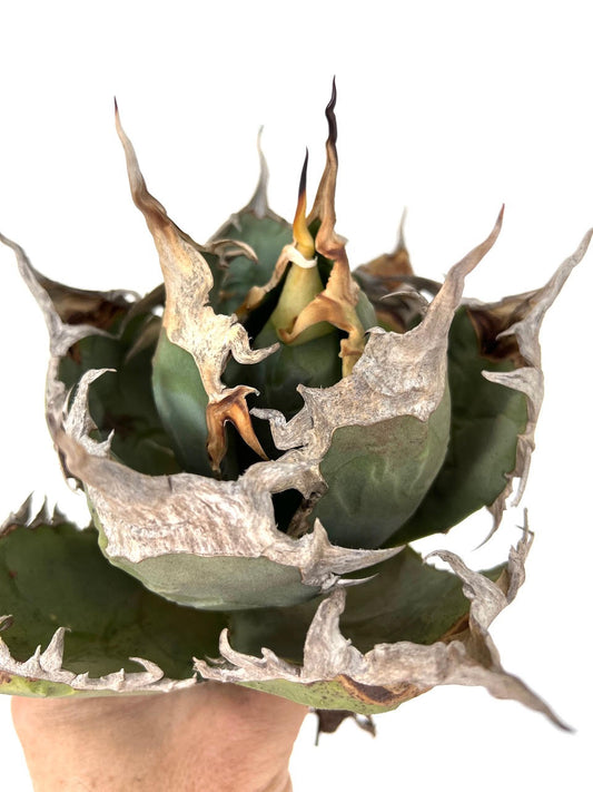 Agave titanota OAXACA SEEDS