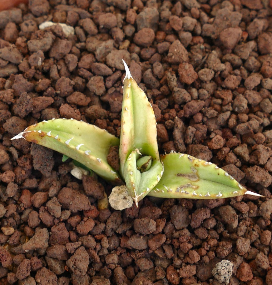 Agave titanota OAXACA small offset