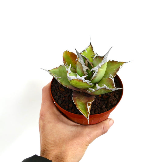 Agave titanota suculenta con hojas verdes gruesas y espinas blancas prominentes en maceta pequeña