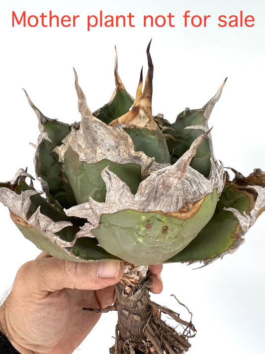 Suculenta Agave titanota con hojas verdes gruesas y espinas secas prominentes espécimen