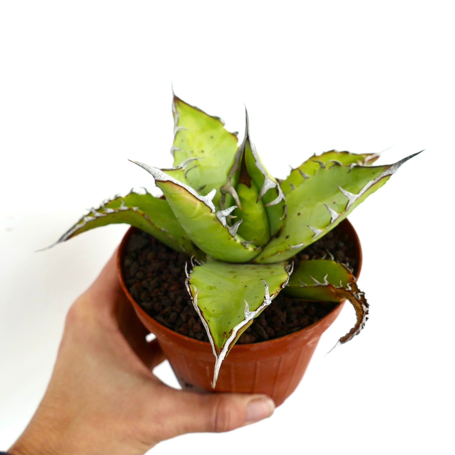 Suculenta Agave titanota con hojas verdes gruesas y espinas blancas prominentes en maceta
