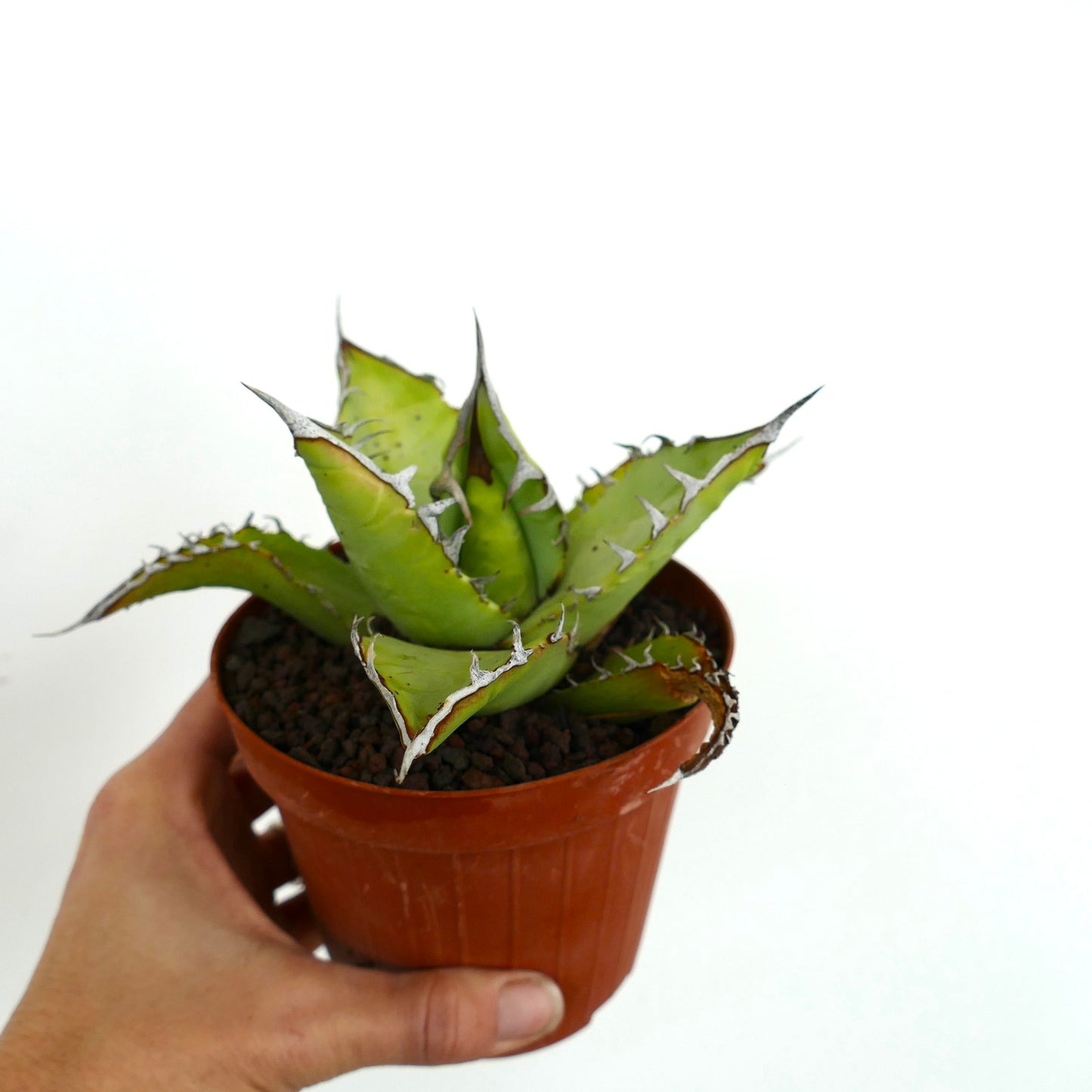 Agave titanota suculenta con hojas verdes gruesas y espinas blancas prominentes en maceta pequeña