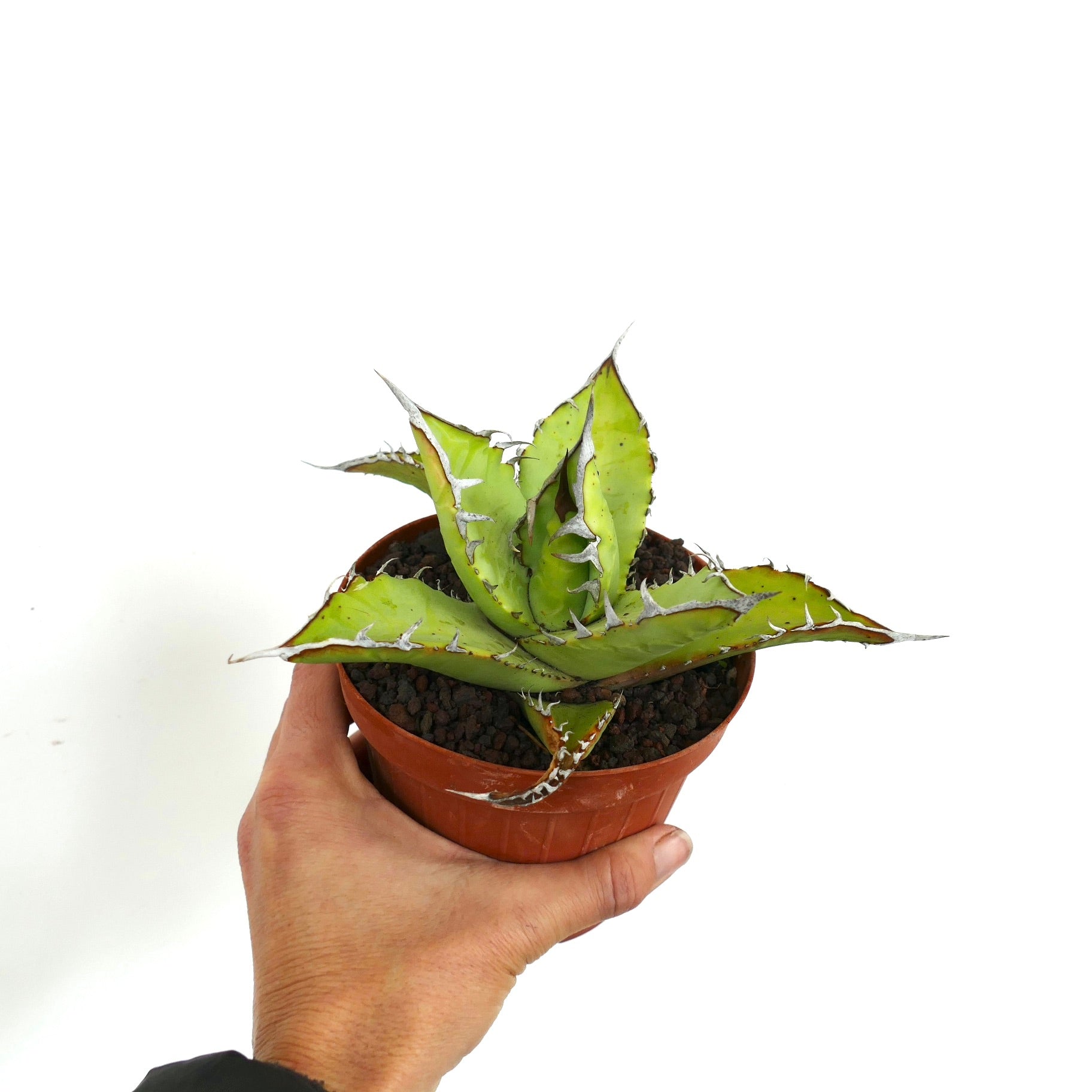 Suculenta Agave titanota con hojas verdes gruesas y espinas blancas prominentes en maceta pequeña