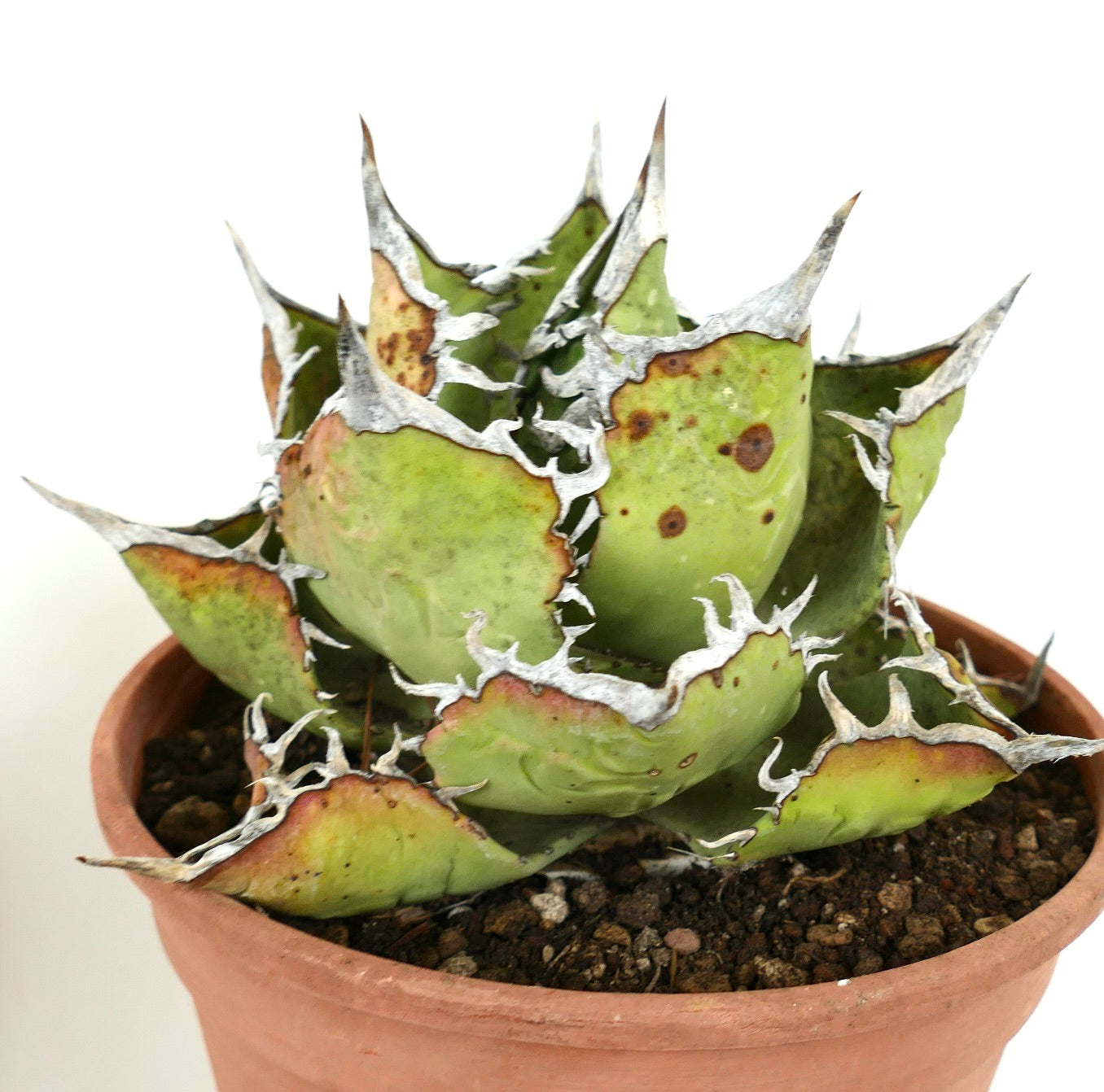 Agave titanota succulent with thick green leaves and prominent white spines in terracotta pot
