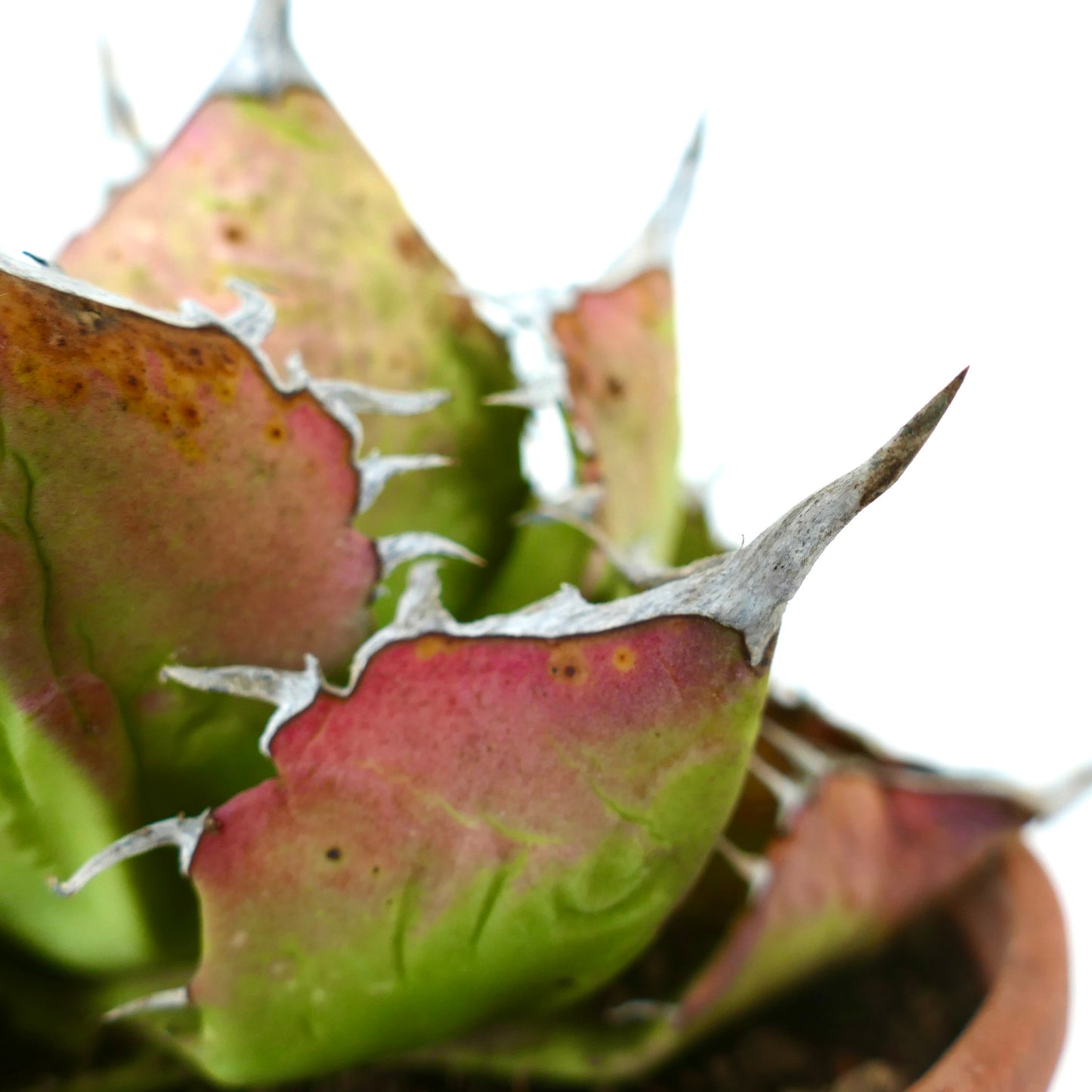 Agave titanota succulent with thick green and red leaves and sharp white spines