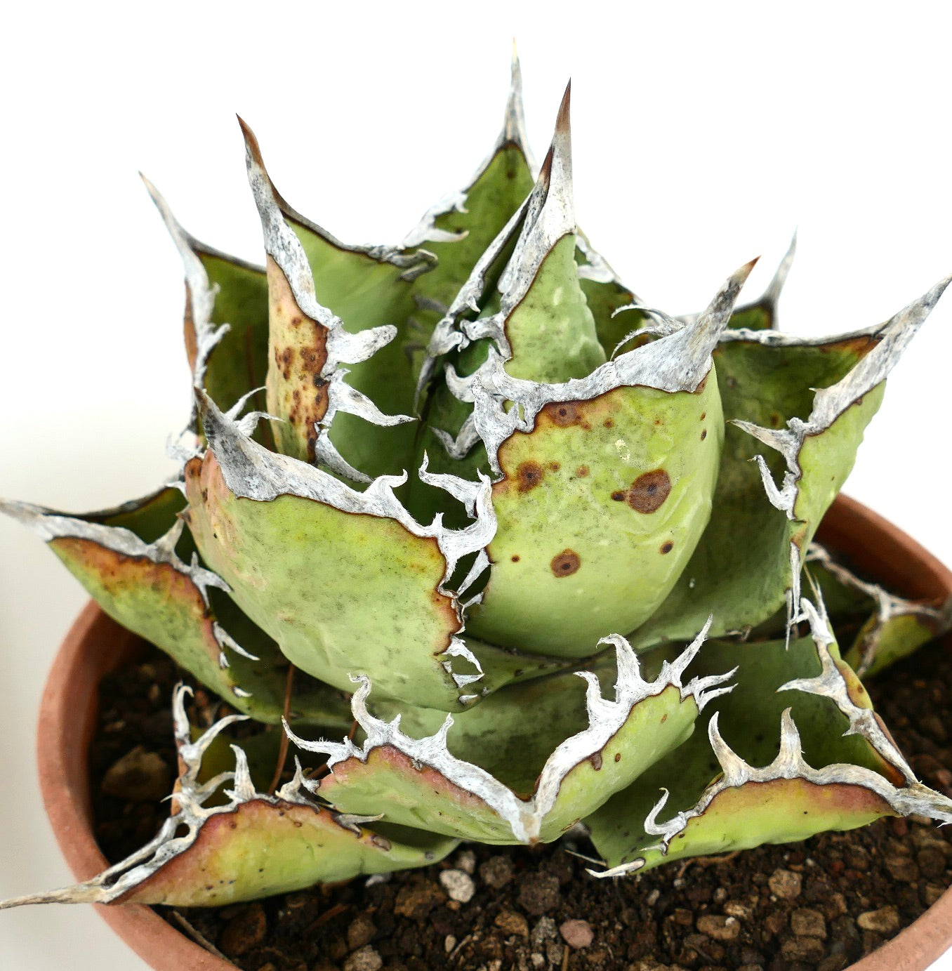 Agave titanota succulent with thick green leaves and prominent white spiny edges in pot