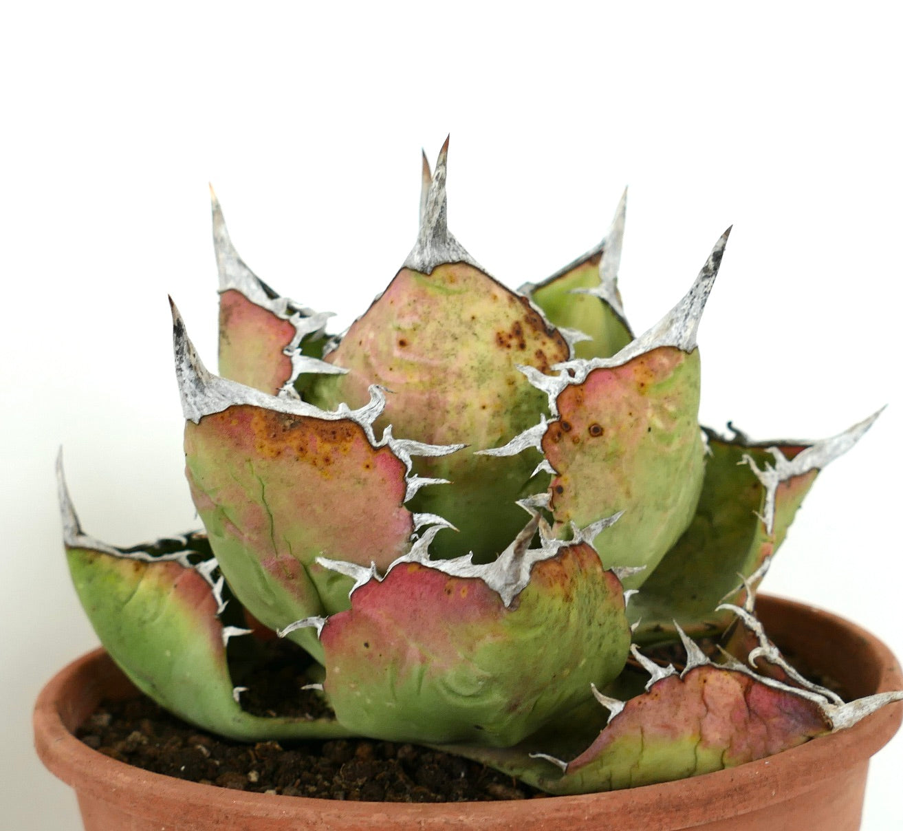 Agave titanota succulent with thick green-red leaves and prominent white spines in pot