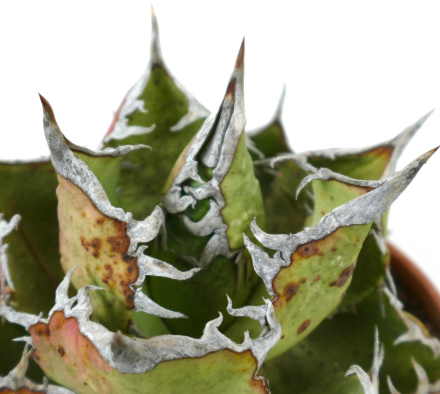 Agave titanota succulent with thick green leaves and prominent white spiny edges