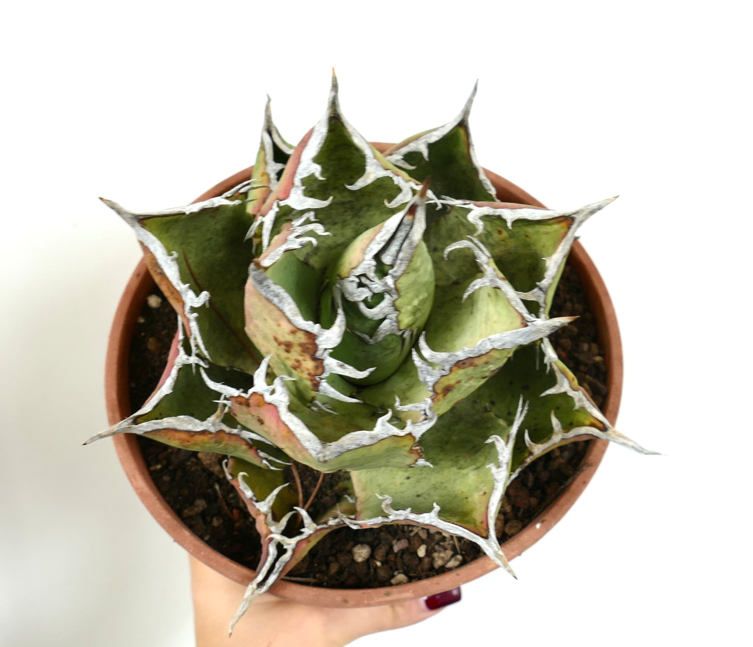 products/agave-titanota-oteroi-green-red