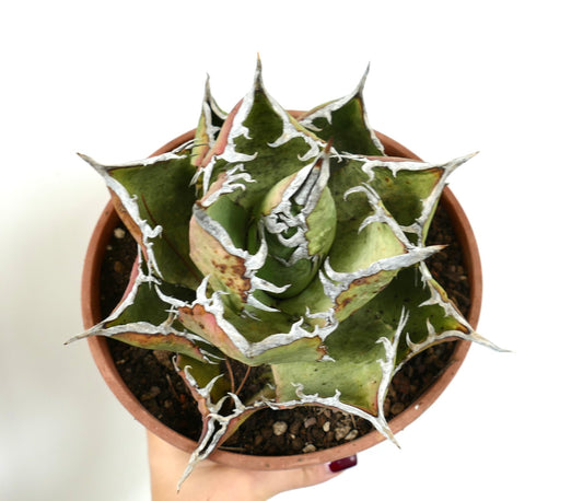 Suculenta Agave titanota con hojas verdes gruesas y márgenes y espinas blancas distintivas