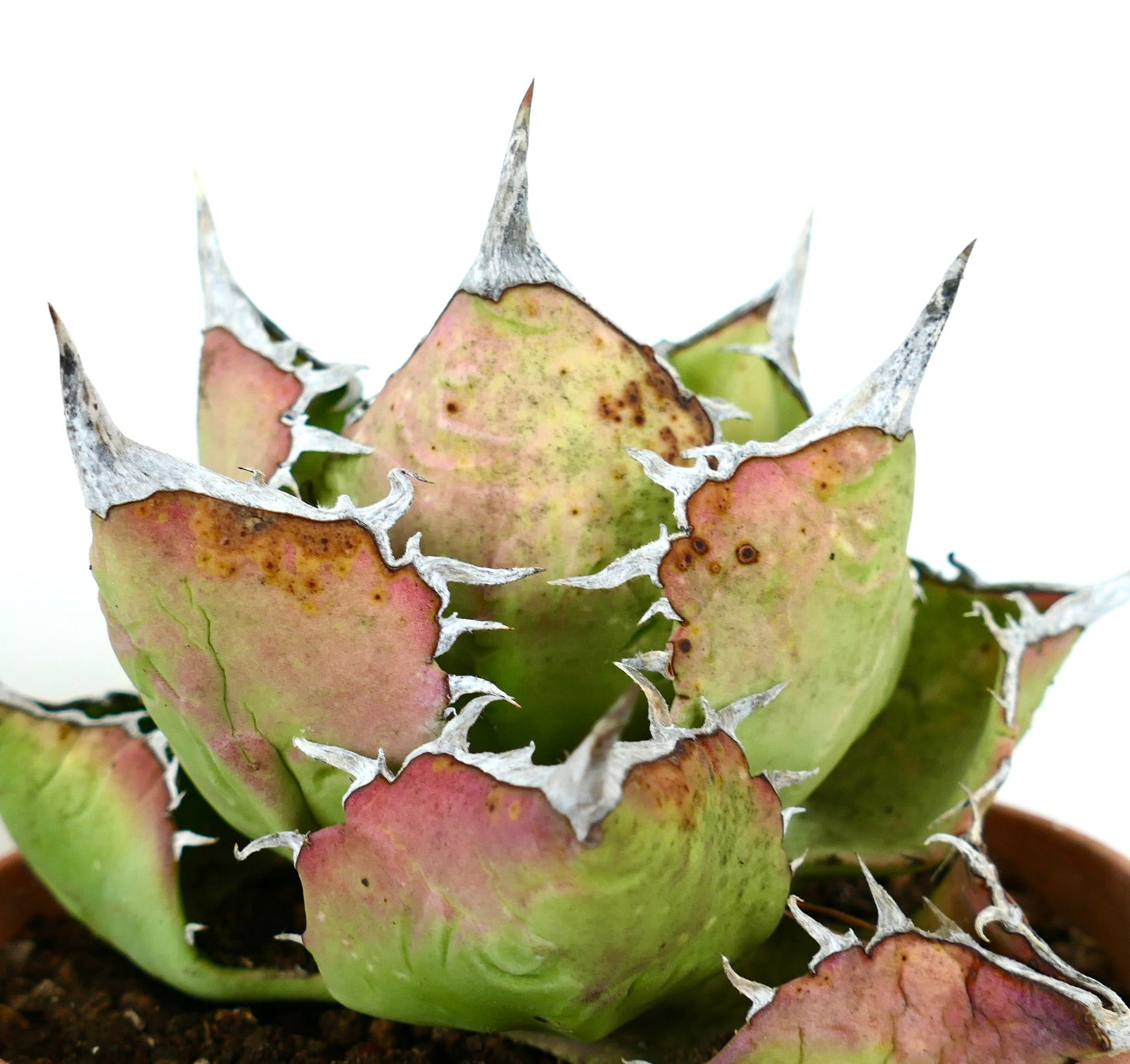 Agave titanota succulent with thick green and pink leaves and prominent white spines