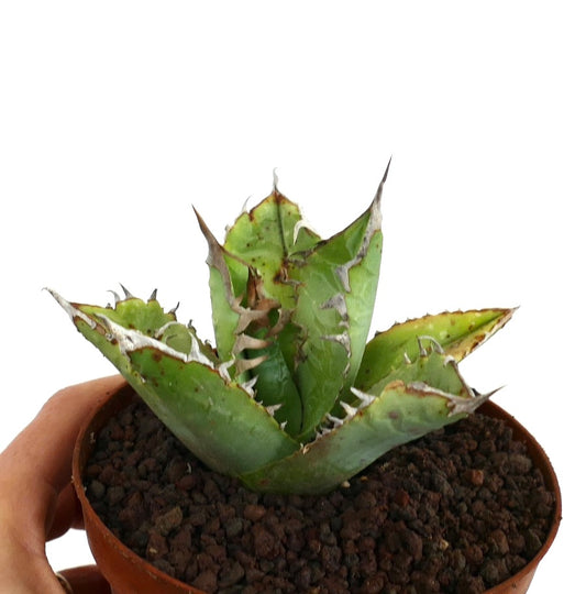 Suculenta Agave titanota con hojas verdes gruesas y espinas marrones prominentes en maceta