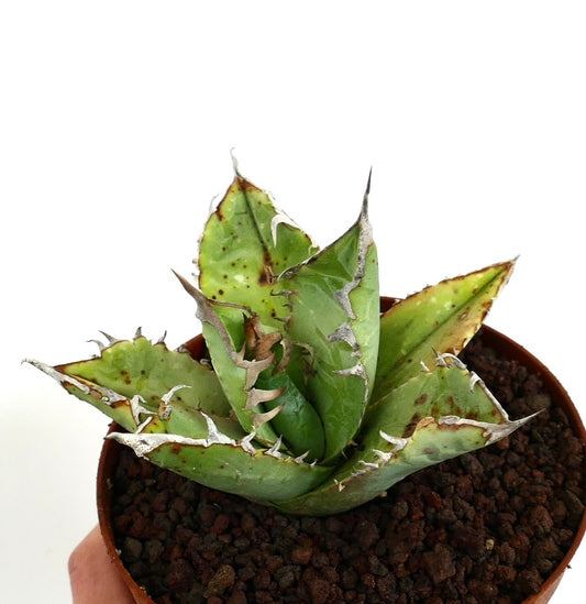Suculenta Agave titanota con hojas verdes gruesas y espinas blancas prominentes en maceta