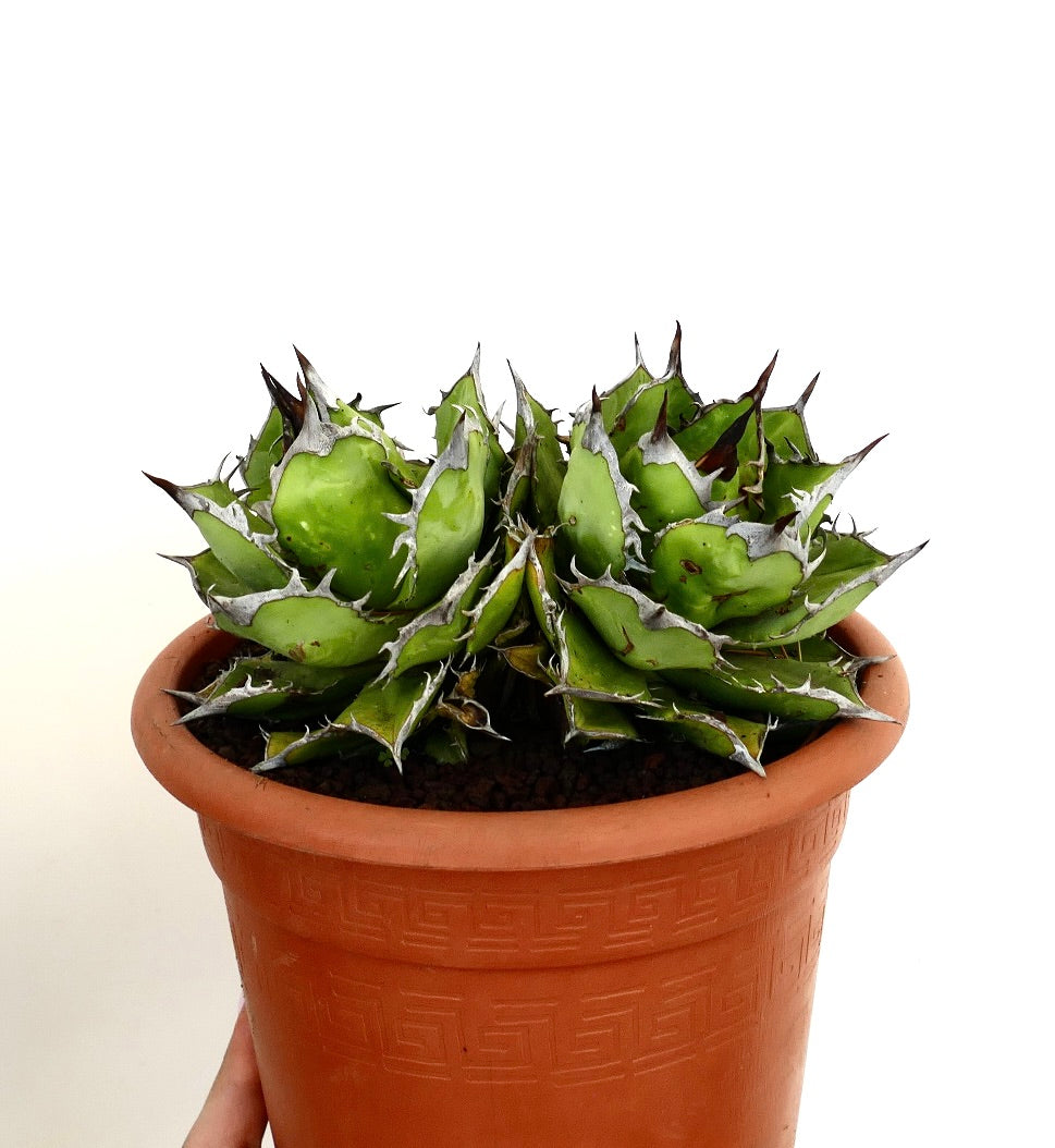 Suculenta Agave titanota con hojas verdes gruesas y espinas oscuras prominentes en maceta de terracota