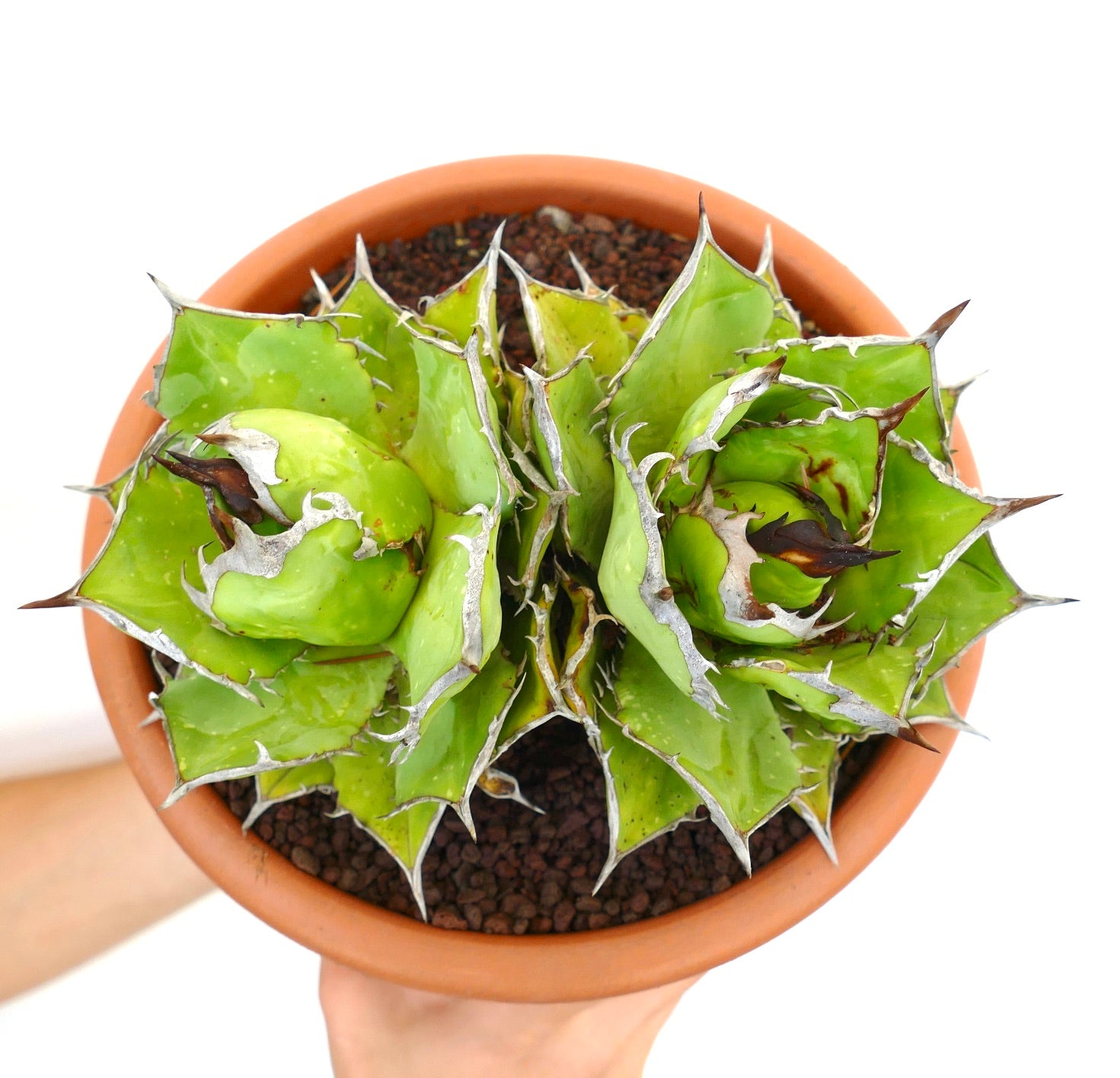 Suculenta Agave titanota con hojas verdes gruesas y espinas prominentes con borde blanco en maceta de terracota