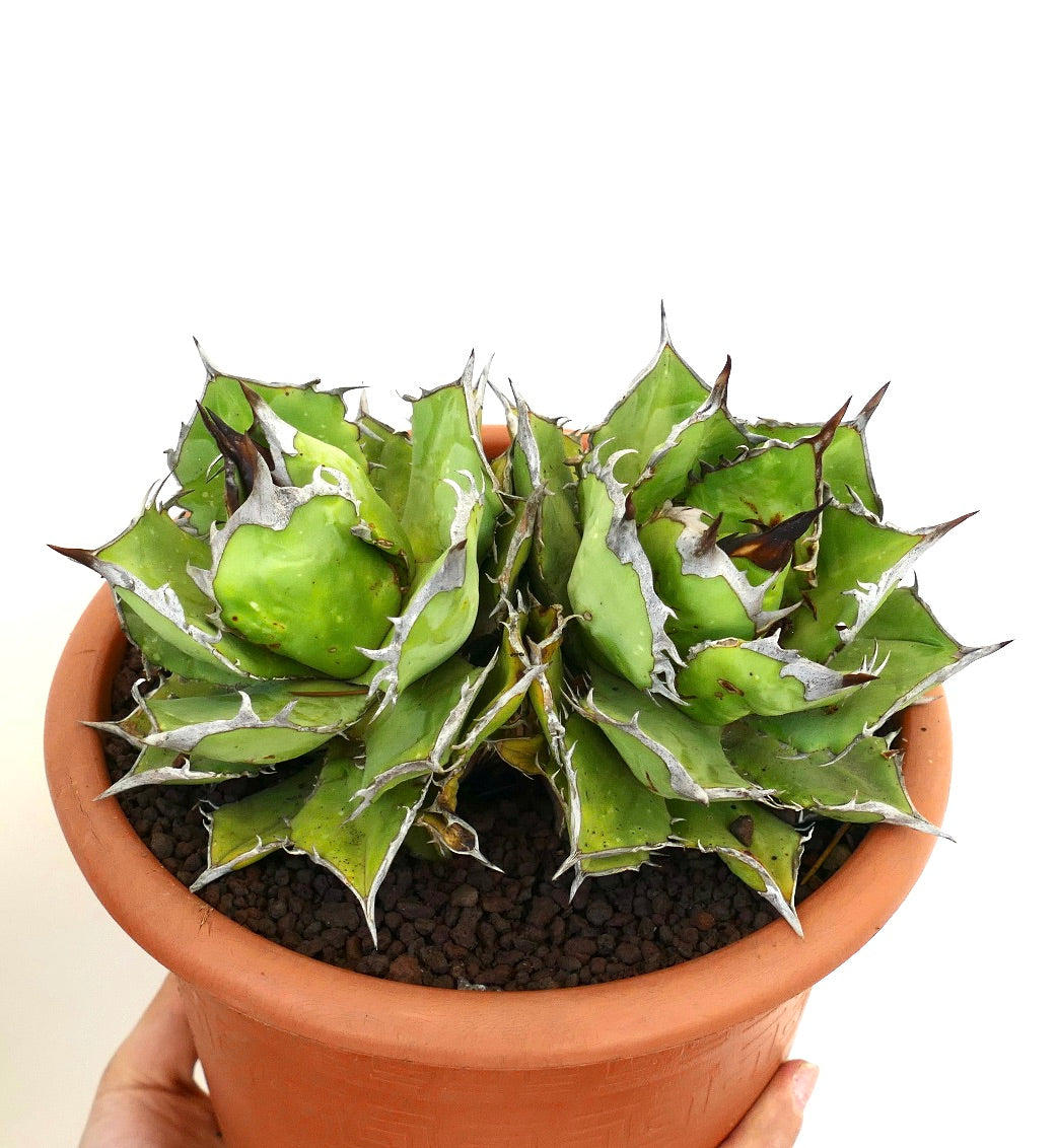 Suculenta Agave titanota con hojas verdes gruesas y márgenes blancos prominentes en maceta de terracota