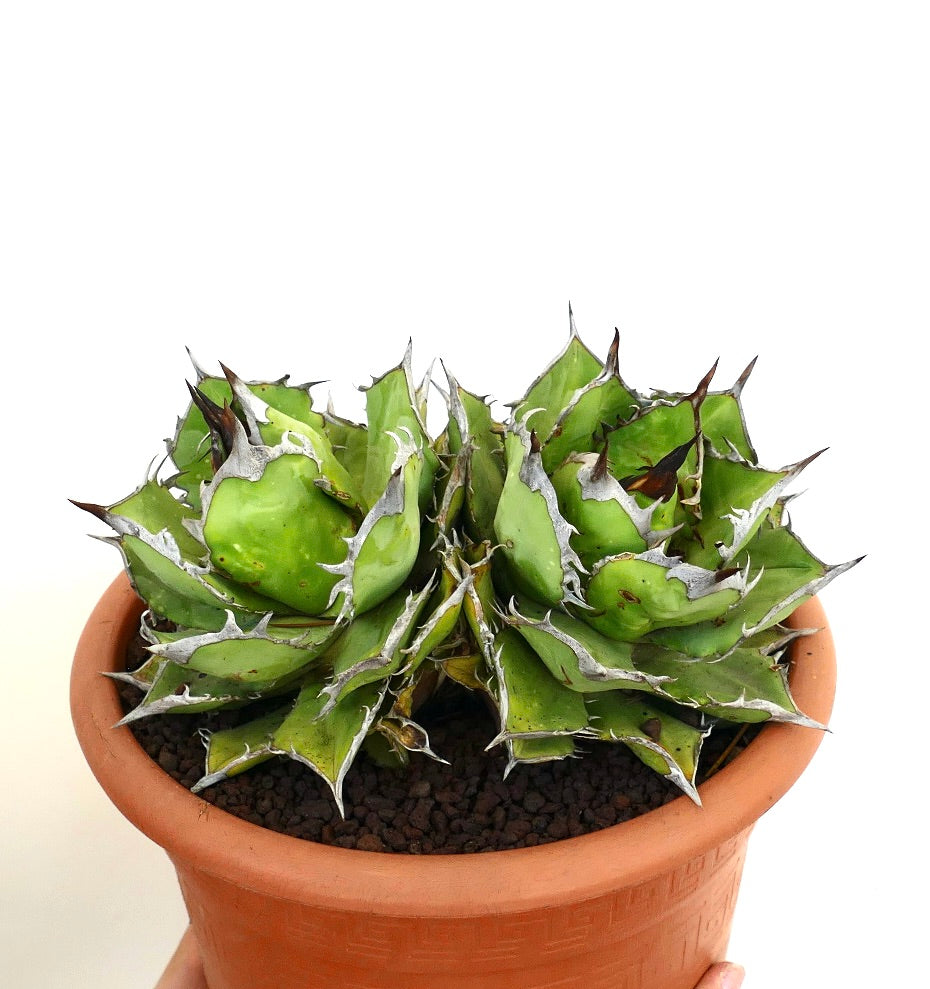 Suculenta Agave titanota con hojas verdes gruesas y espinas prominentes con bordes blancos en maceta de terracota