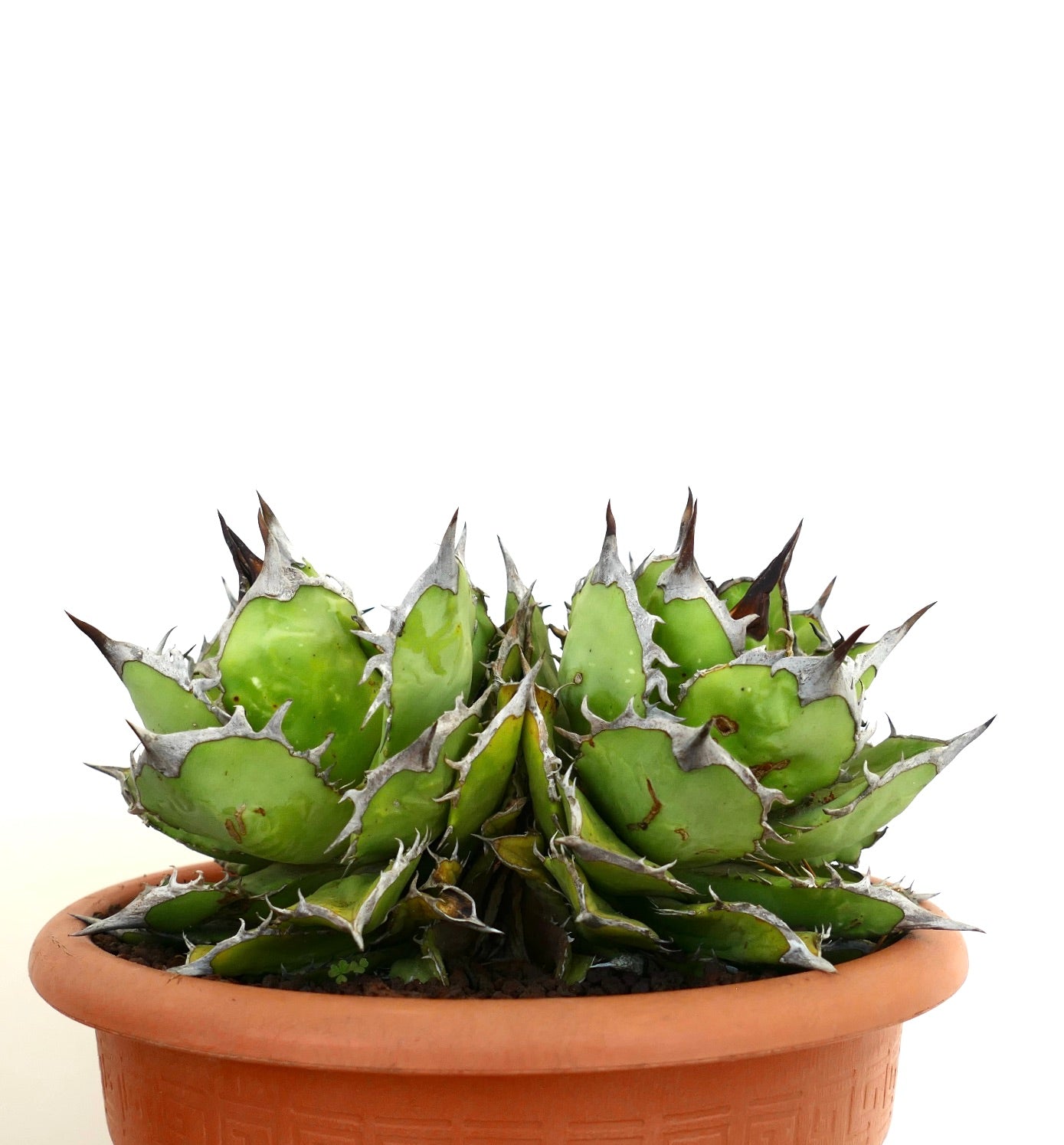 Suculenta Agave titanota con hojas verdes gruesas y espinas oscuras prominentes en maceta de terracota