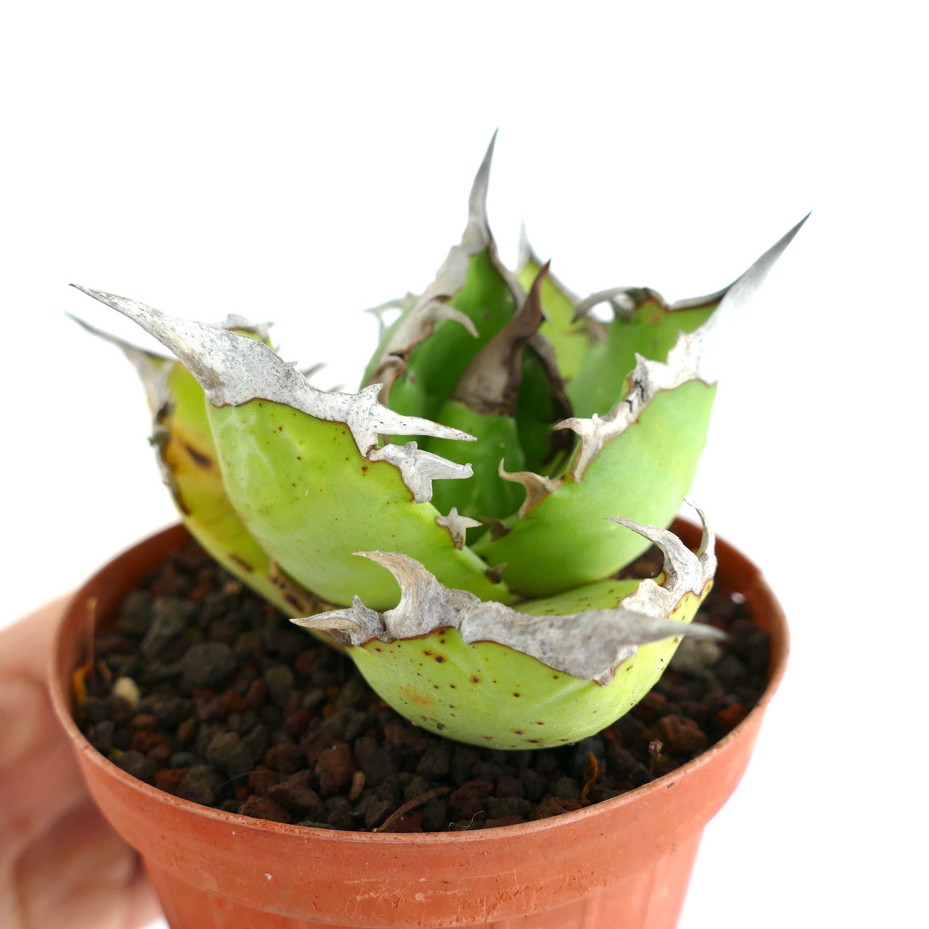 Agave titanota seltene Sukkulente mit dicken grünen Blättern und auffälligen weißen Stacheln im Topf