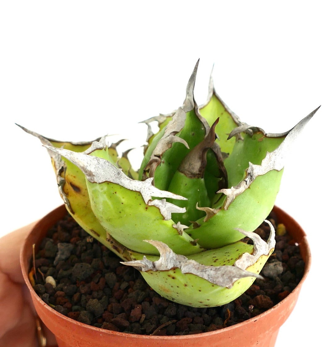 Agave titanota seltener Sukkulent mit dicken grünen Blättern und markanten grauen Stacheln im Topf