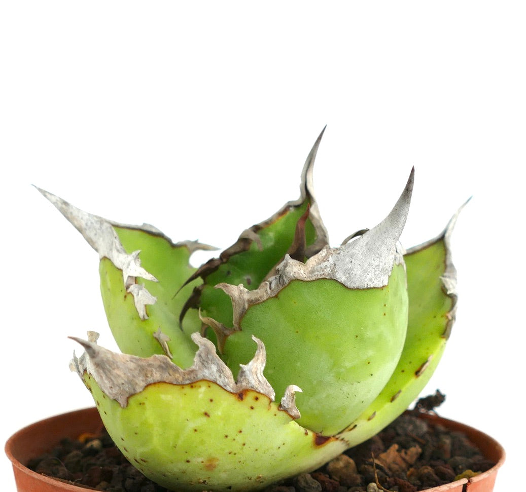 Agave titanota seltene Sukkulente mit dicken grünen Blättern und markanten weißen Dornen