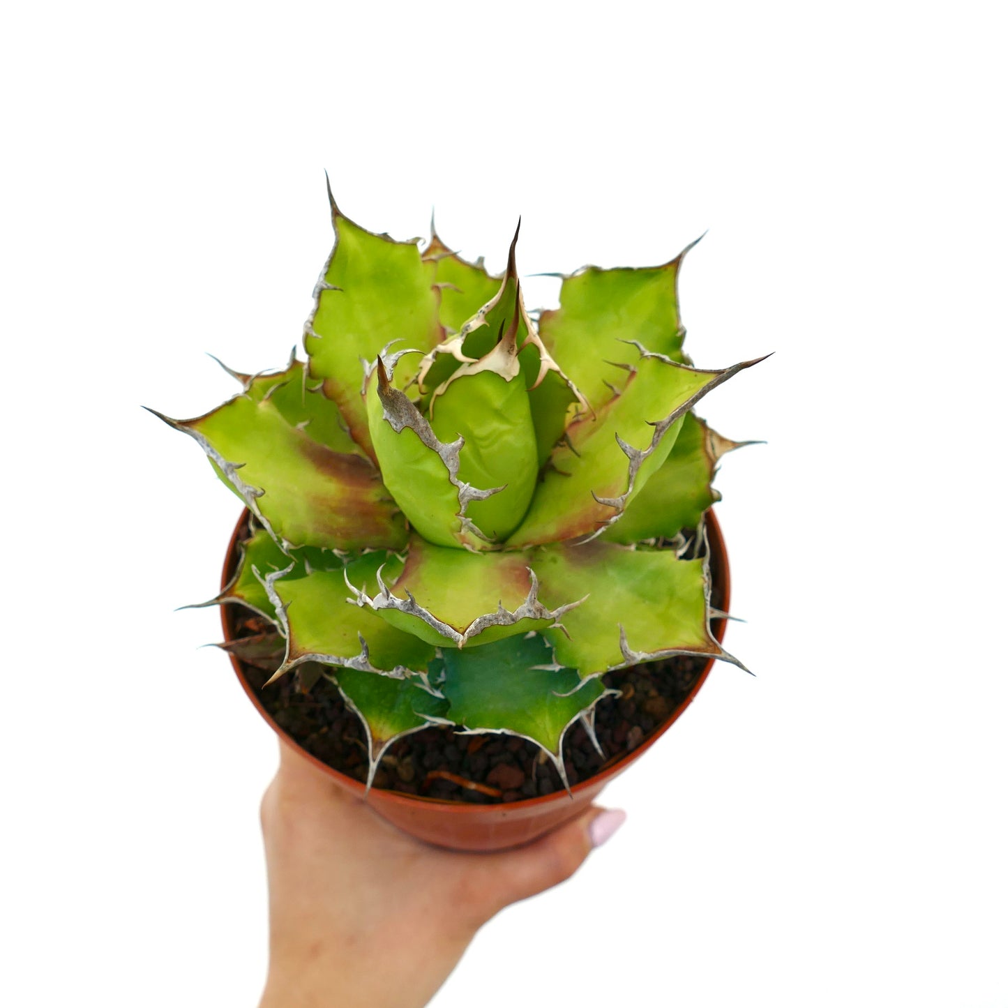 Suculenta Agave titanota con hojas verdes gruesas y espinas marrones prominentes en maceta