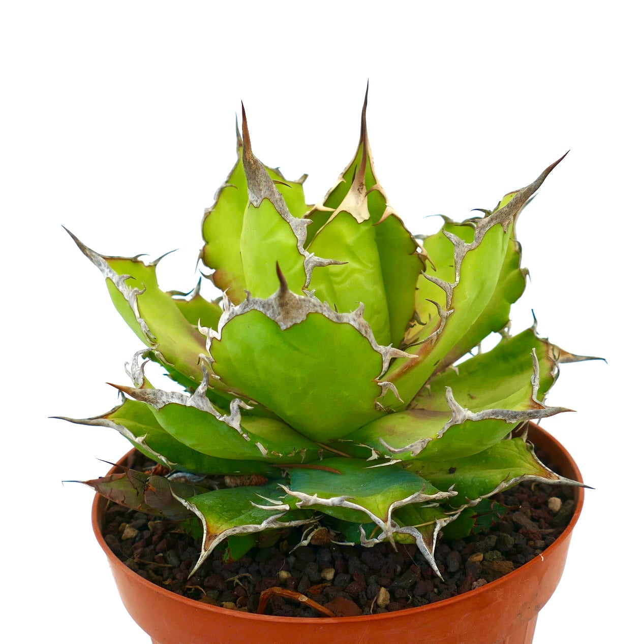 Suculenta Agave titanota con hojas verdes gruesas y bordes espinosos prominentes en maceta
