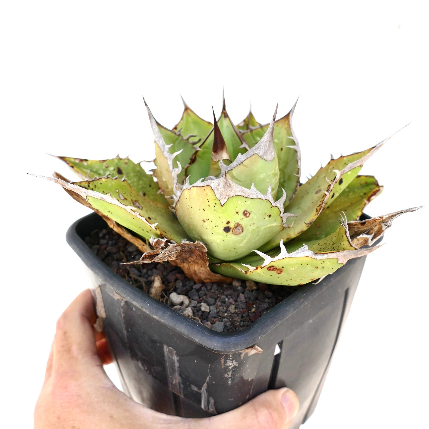 Suculenta Agave titanota con hojas verdes gruesas y espinas blancas prominentes en maceta negra