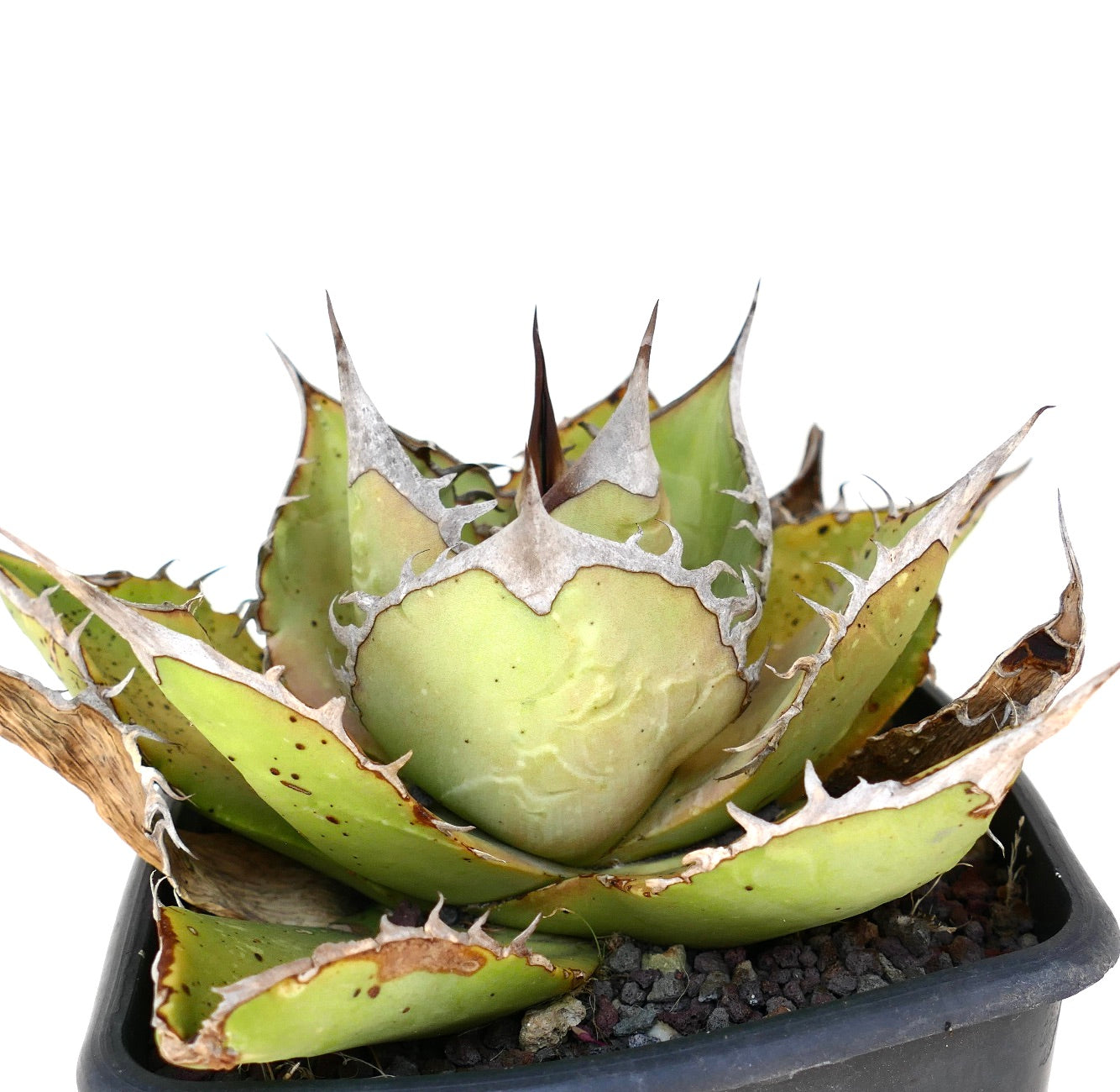 Suculenta Agave titanota con hojas verdes gruesas y espinas marrones prominentes en maceta
