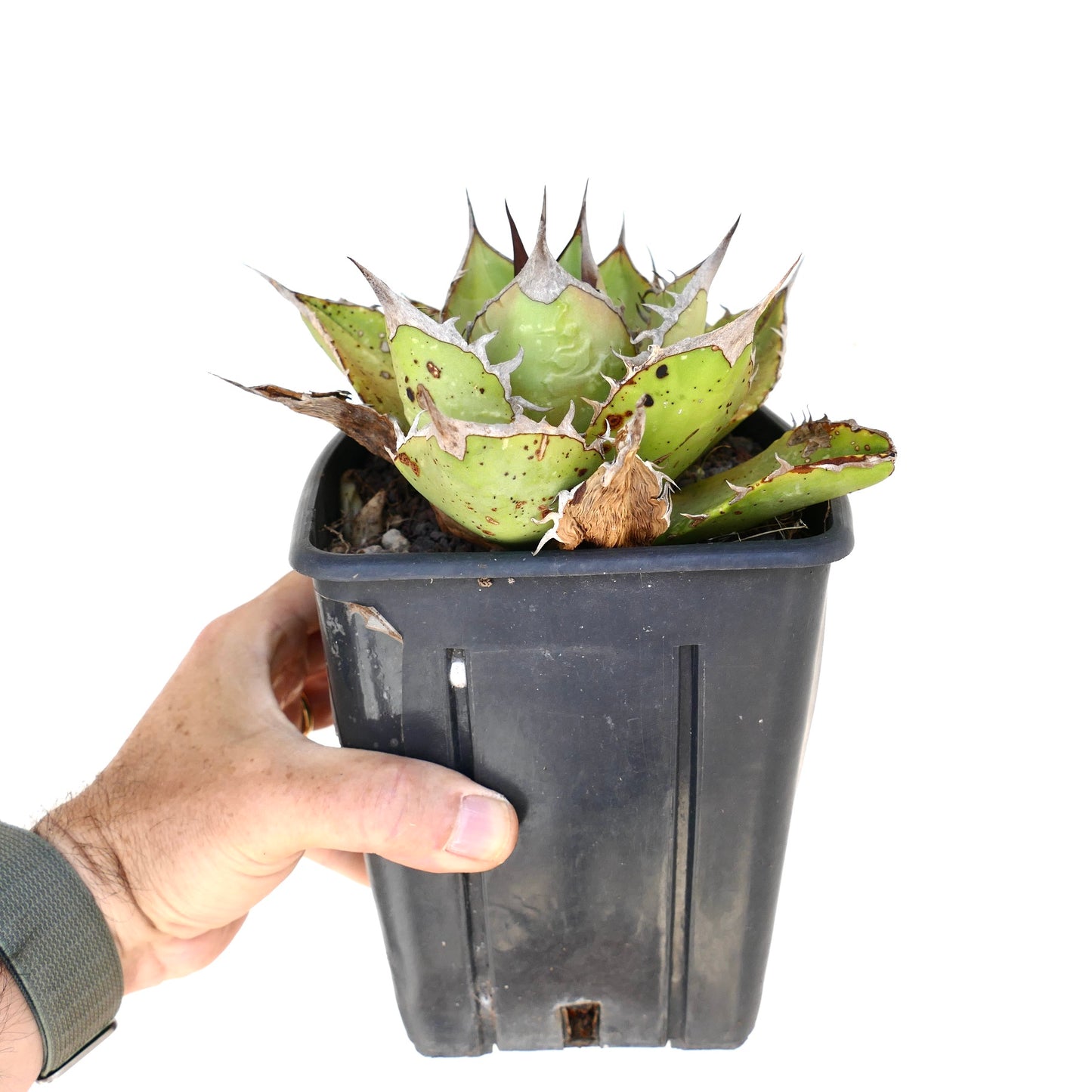 Suculenta Agave titanota con hojas verdes gruesas y espinas marrones prominentes en maceta negra