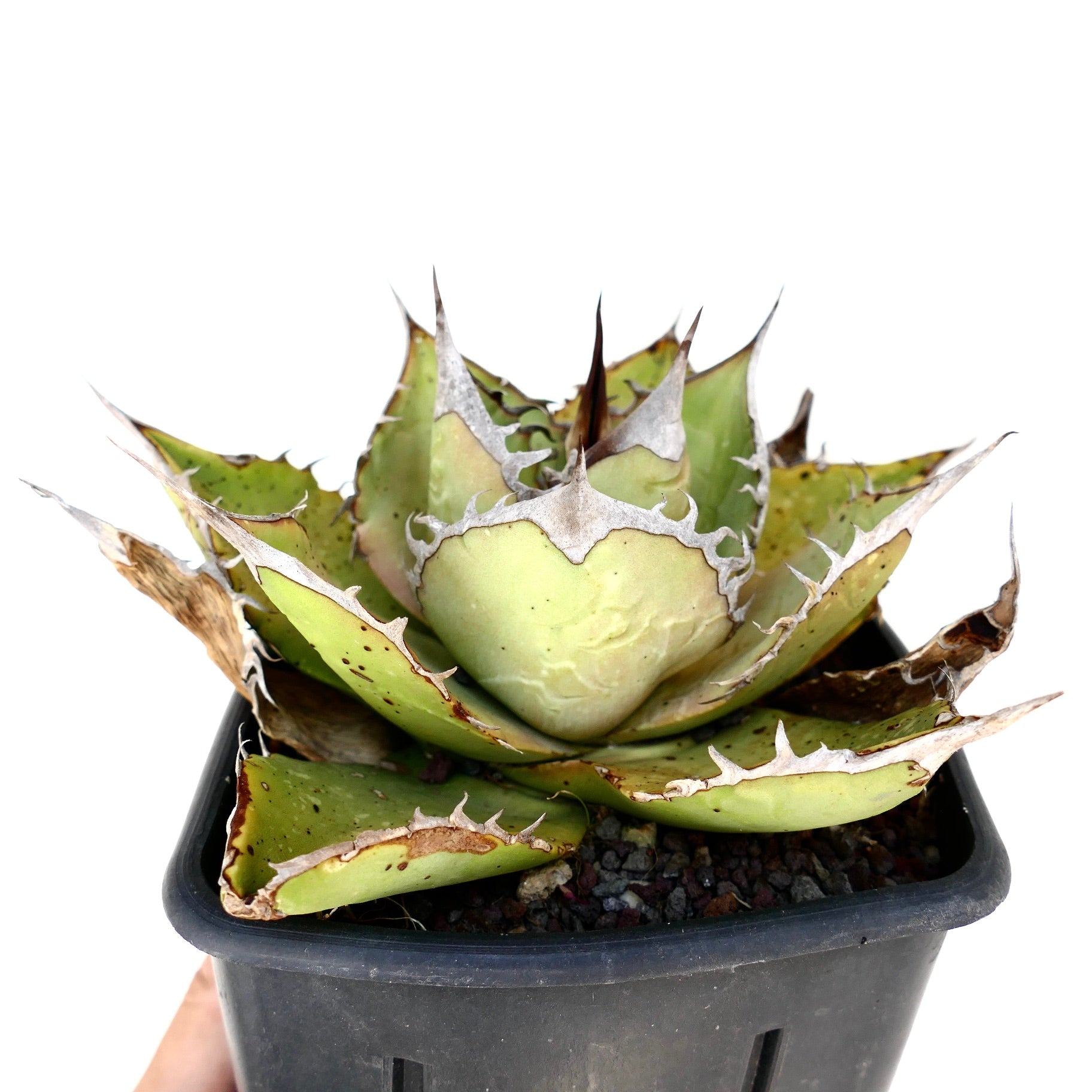 Suculenta Agave titanota con hojas verdes gruesas y espinas blancas prominentes en maceta negra