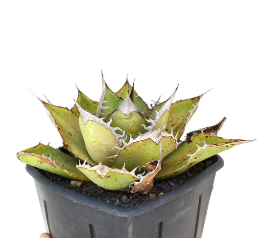 Agave titanota suculenta con hojas verdes gruesas y espinas blancas prominentes en maceta negra