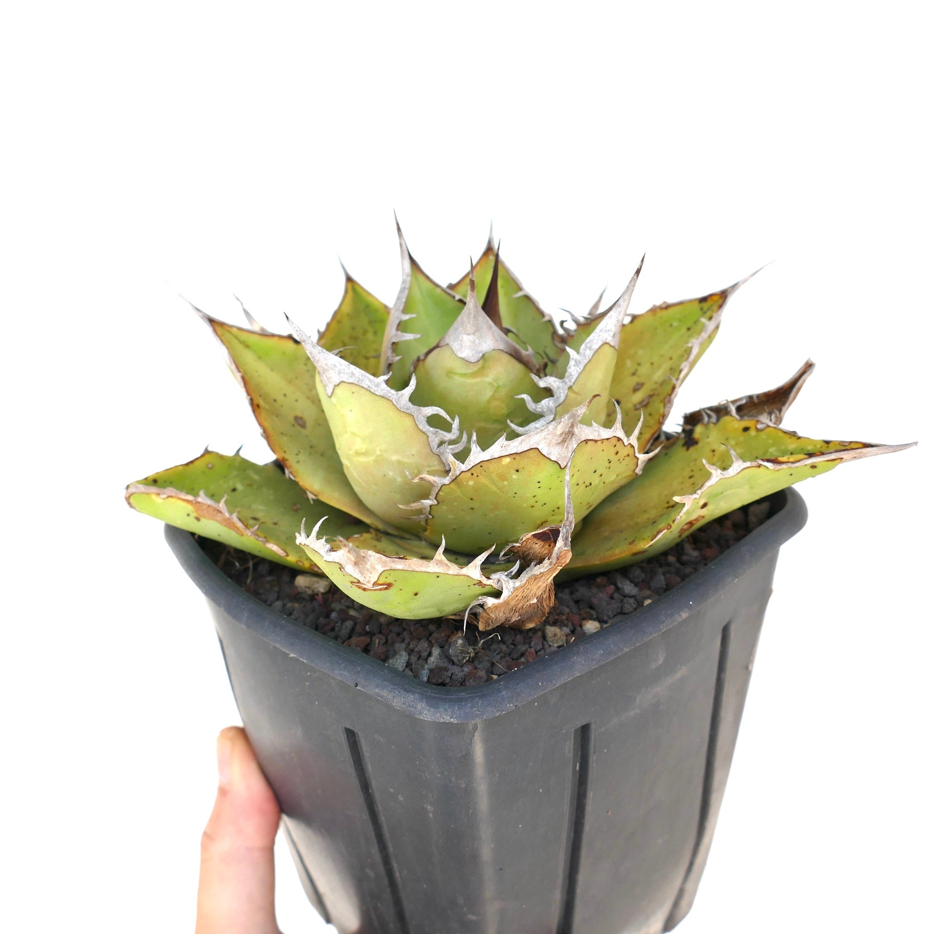 Suculenta Agave titanota con hojas verdes gruesas y espinas blancas prominentes en maceta negra
