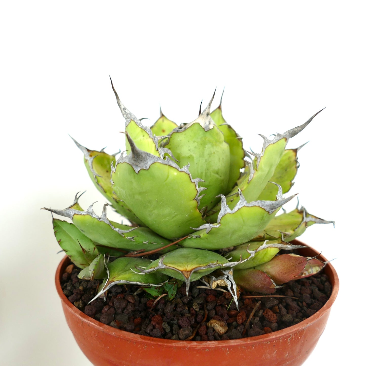 Suculenta Agave titanota con hojas verdes gruesas y espinas afiladas prominentes en maceta