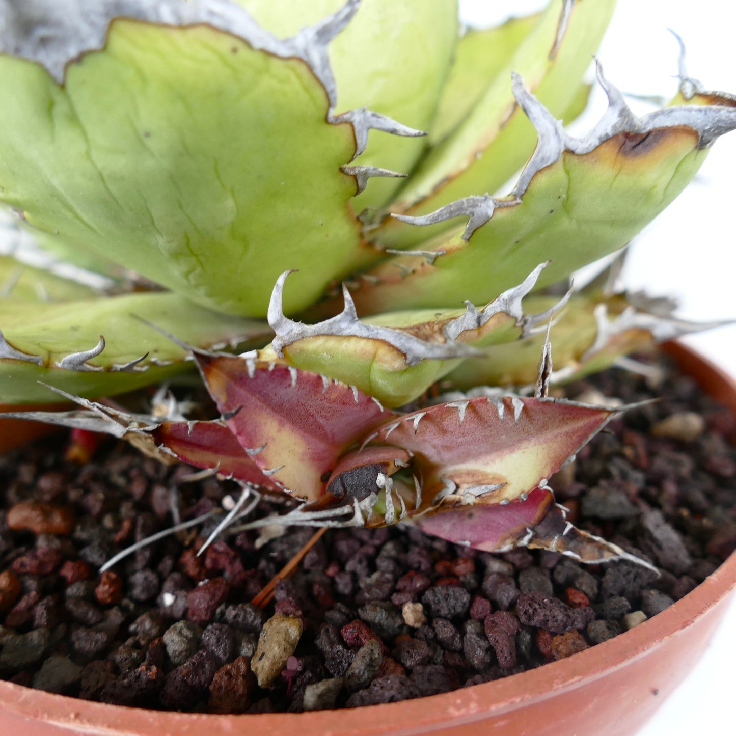 Suculenta Agave titanota con hojas verdes gruesas y espinas blancas fuertes en maceta