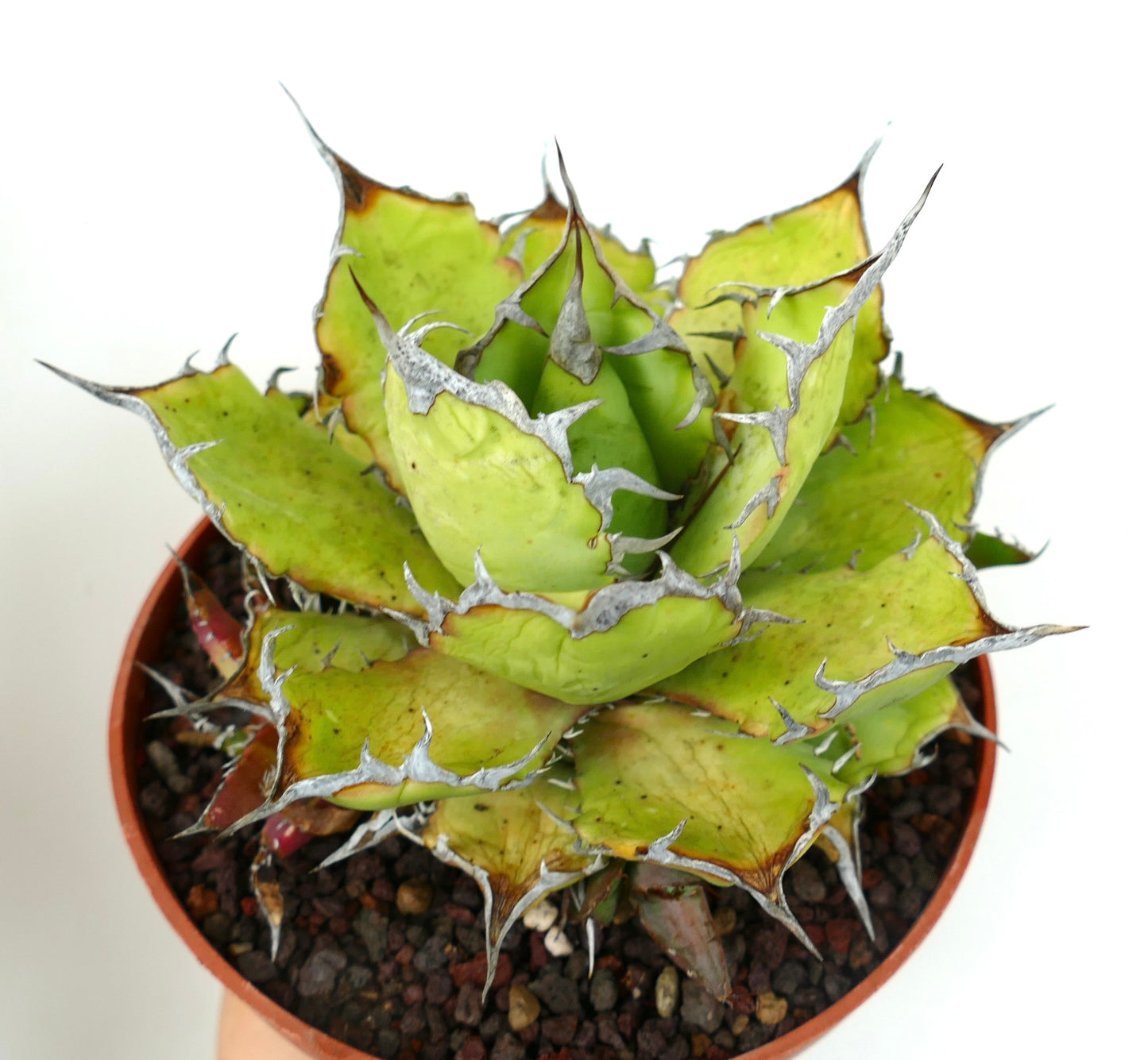Suculenta Agave titanota con hojas verdes gruesas y espinas plateadas prominentes en maceta