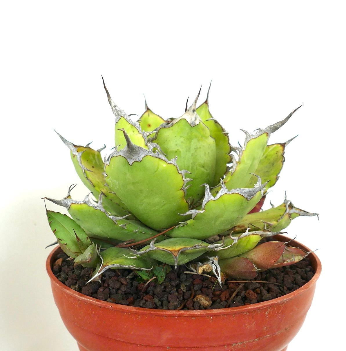 Suculenta Agave titanota con hojas verdes gruesas y espinas finales prominentes y fuertes en maceta