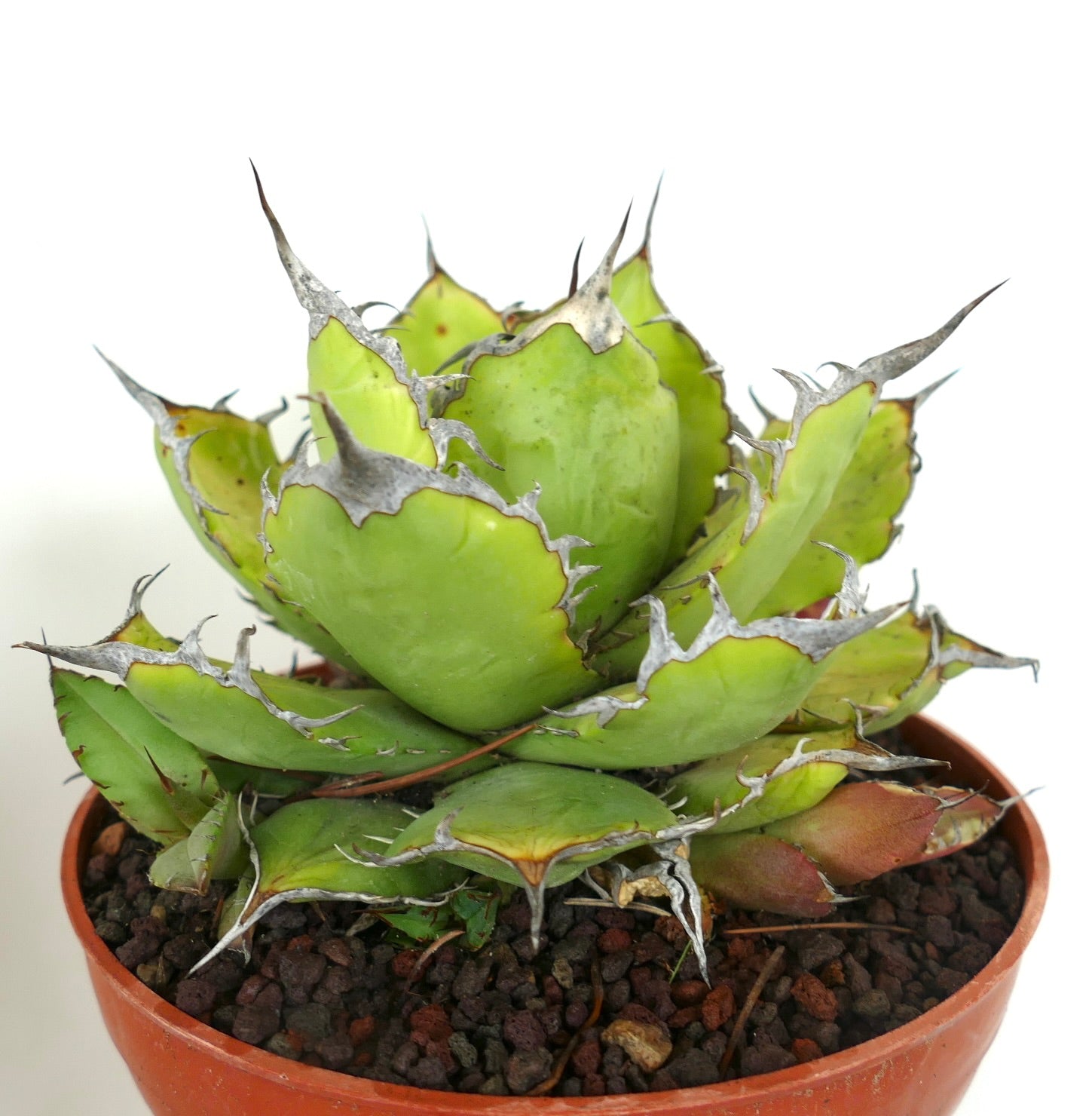 Suculenta Agave titanota con hojas verdes gruesas y fuertes espinas plateadas en maceta de terracota