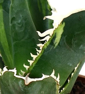 Agave titanota cv TIGER SHARK form VARIEGATED